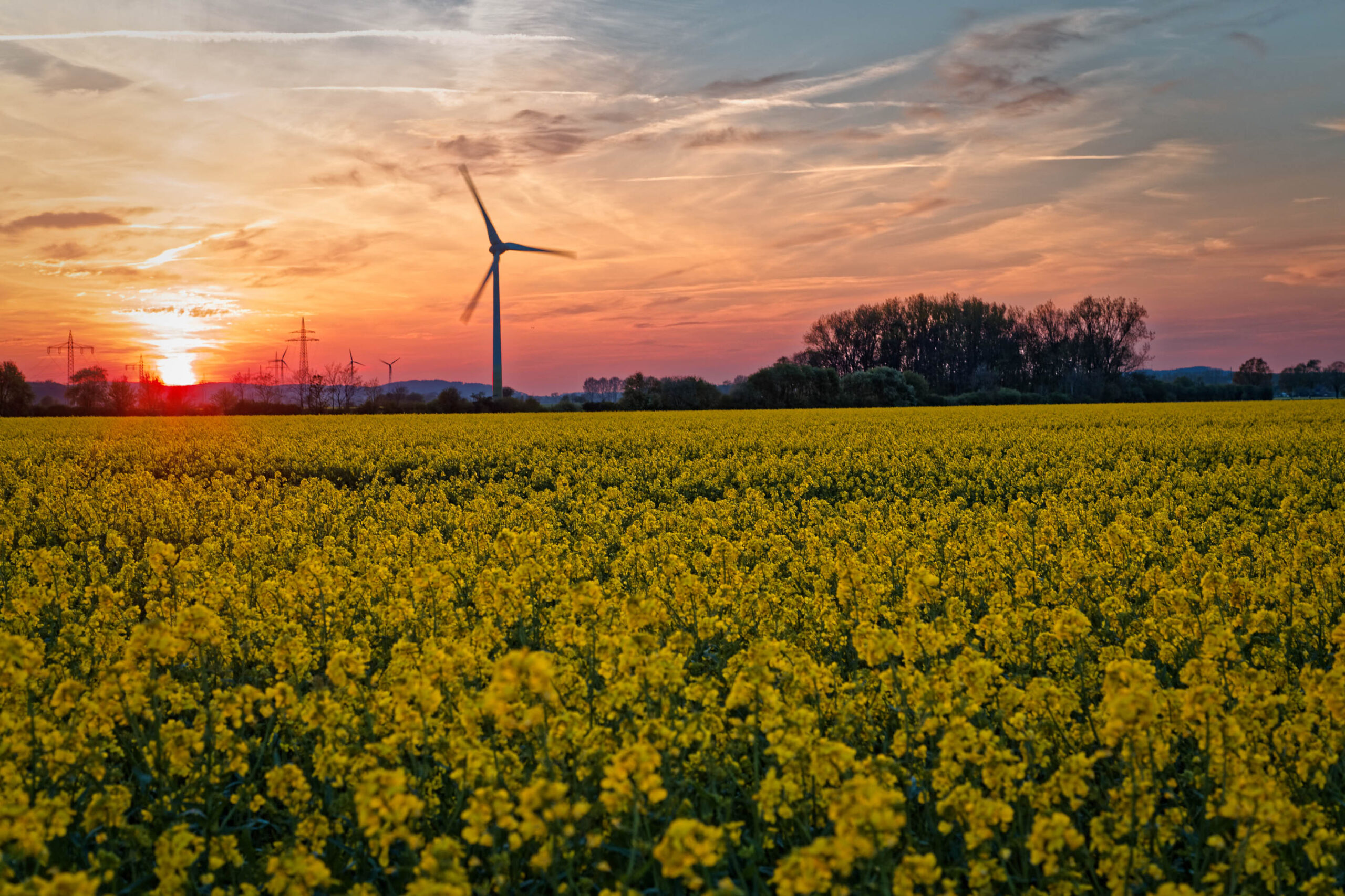 Das Bild zeigt ein weitläufiges Feld voller blühenden Rapsblumen. Die Blüten sind leuchtend gelb und erstrecken sich bis zum Horizont. Im Hintergrund sind Windkraftanlagen zu sehen, die sich vor einem dramatischen Sonnenuntergang abzeichnen. Der Himmel ist in leuchtenden Farben von Rot, Orange und Violett gemalt, wobei die Wolken das Licht reflektieren. Die Szene vermittelt ein Gefühl von Frieden und Schönheit der Natur.