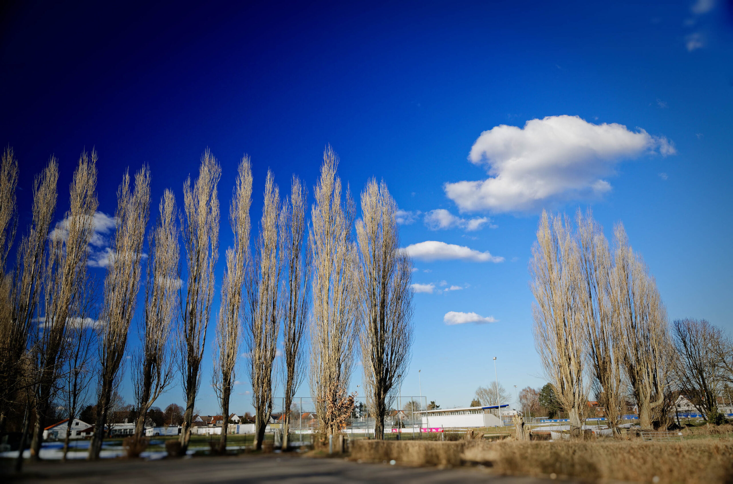Das Foto zeigt eine Reihe von Birkenbäumen, deren Blätter im Herbst gefallen sind. Die Bäume stehen dicht aneinander und bilden eine klare Linie vor einem blauen Himmel mit vereinzelten weißen Wolken. Im Hintergrund sind Gebäude, ein Parkplatz und weitere Bäume erkennbar. Die Szene vermittelt einen ruhigen und friedlichen Eindruck. Die Perspektive ist von unten aufgenommen, was die Höhe der Bäume betont. Die Schärfentiefe ist gering, was den Fokus auf die Birken in der Vordergrund legt und den Hintergrund verschwommen darstellt.