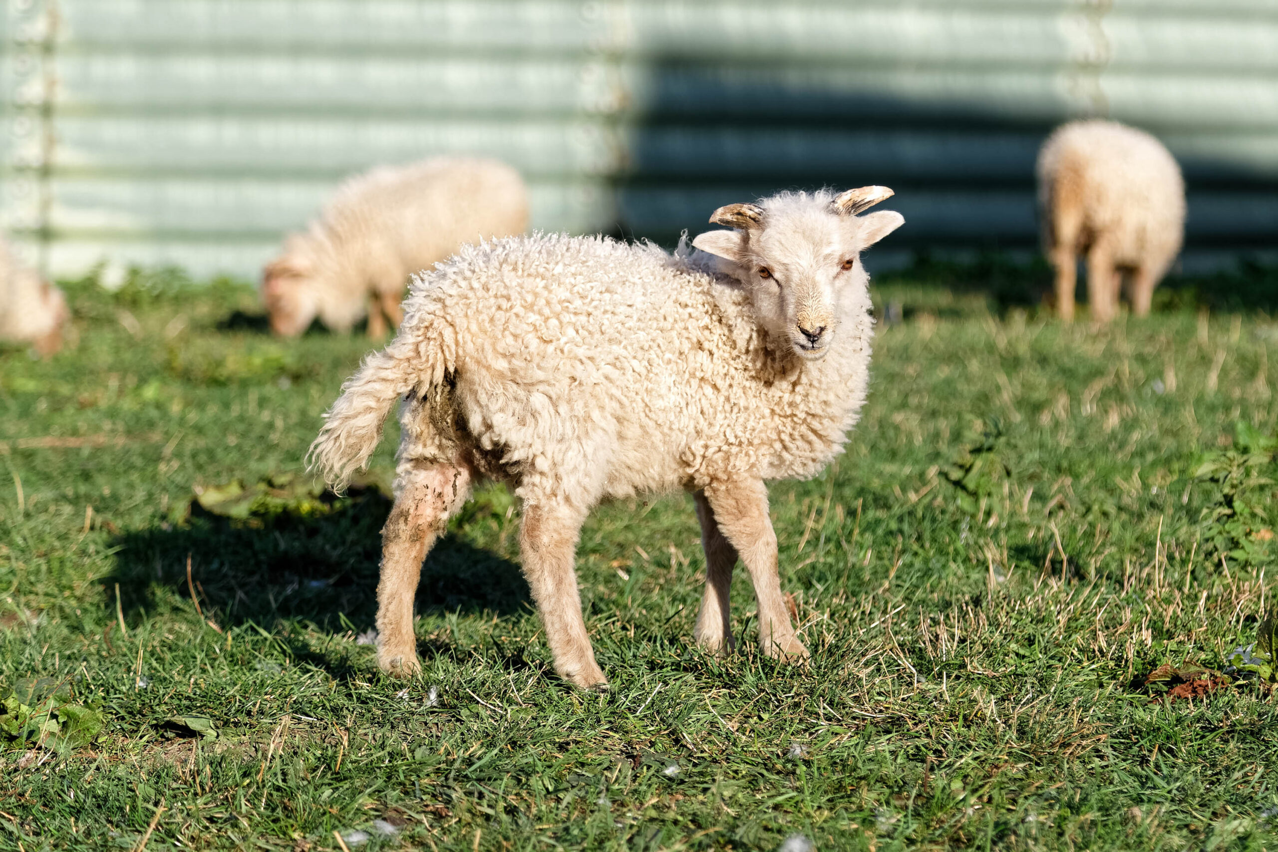 Das Bild zeigt ein junges Schaf, vermutlich ein Lamm, das auf einer grünen Wiese steht. Das Lamm hat ein dichtes, weißes Vlies und steht mit leicht geneigtem Kopf direkt vor der Kamera. Im Hintergrund sind weitere Schafe erkennbar, die sich auf der Wiese befinden. Die Szene wirkt friedlich und idyllisch, mit dem Fokus auf dem jungen Tier.