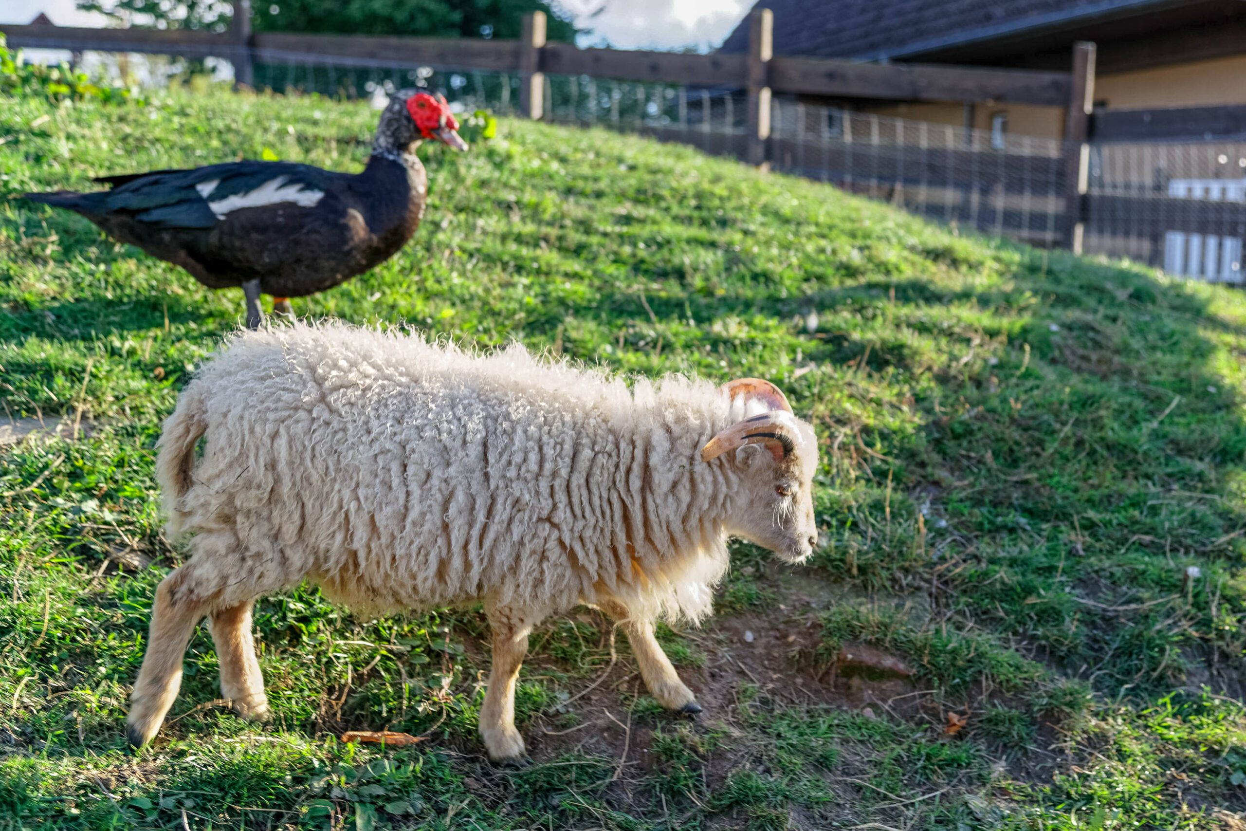 Das Bild zeigt ein junges Schaf mit dichtem, weißem Fell, das auf einem grasbewachsenen Hügel steht. Im Hintergrund befindet sich ein Holzgebäude, das vermutlich ein Bauernhaus oder eine Scheune ist. Ein Pfau steht ebenfalls auf dem Hügel, etwas weiter entfernt vom Schaf. Das Licht ist warm und weich, was auf einen sonnigen Tag hindeutet. Die Szene wirkt idyllisch und friedlich.