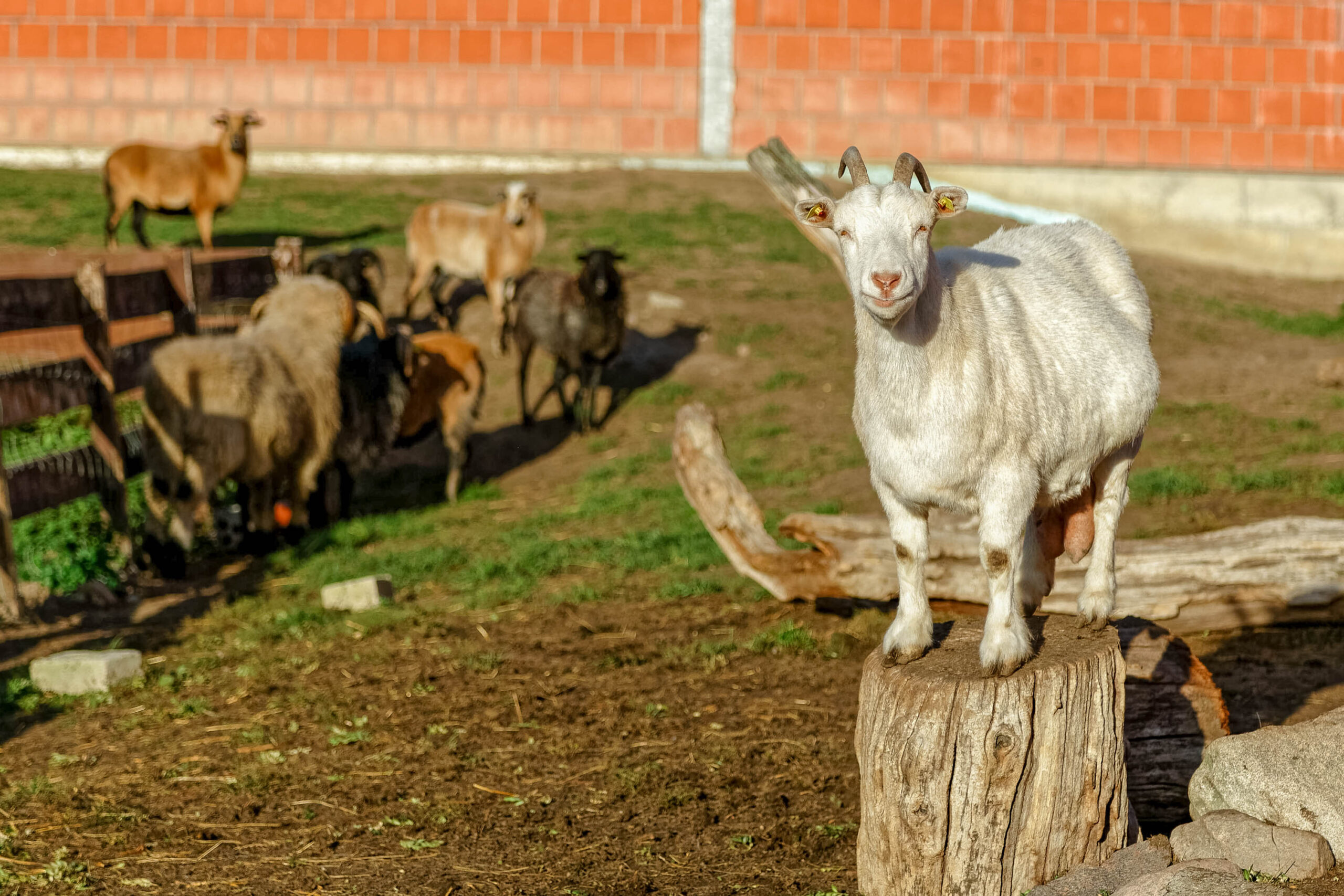 Das Bild zeigt einen weißen Ziegenbock, der auf einem Baumstumpf steht. Er blickt direkt in die Kamera. Im Hintergrund befindet sich eine Herde Ziegen, die auf einer Wiese weidet. Ein Teil der Herde befindet sich hinter einem Zaun. Die Szene spielt im Freien, vermutlich auf einem Bauernhof oder in einem Tierpark. Die Beleuchtung ist gut, was darauf hindeutet, dass es ein sonniger Tag ist.