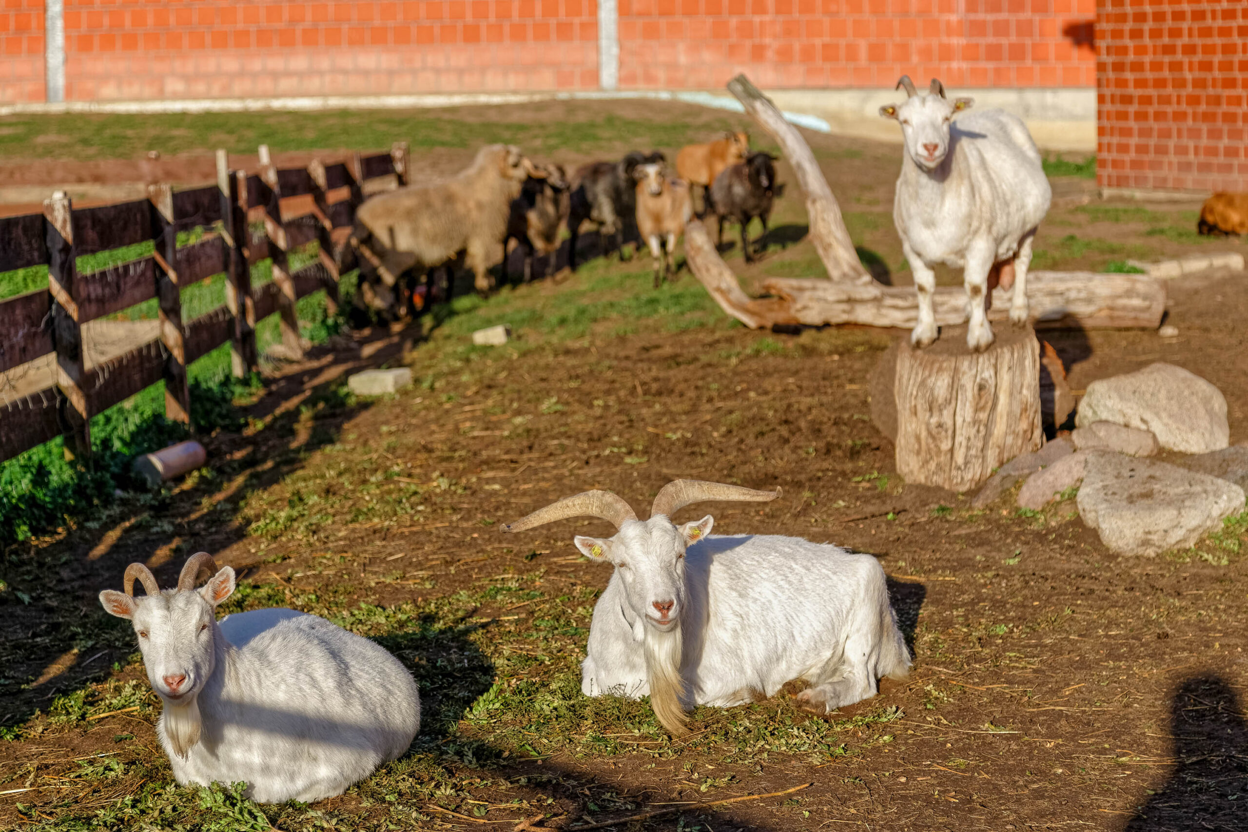 Das Foto zeigt eine Szene auf einem Feld, auf dem mehrere Ziegen zu sehen sind. Im Vordergrund liegen zwei weiße Ziegen auf dem Gras. Im Hintergrund sind weitere Ziegen zu sehen, die sich auf einem Baumstumpf aufhalten oder auf dem Feld grasen. Ein Holzzaun begrenzt den Bereich. Im Hintergrund ist ein Gebäude aus roten Ziegelsteinen zu erkennen.