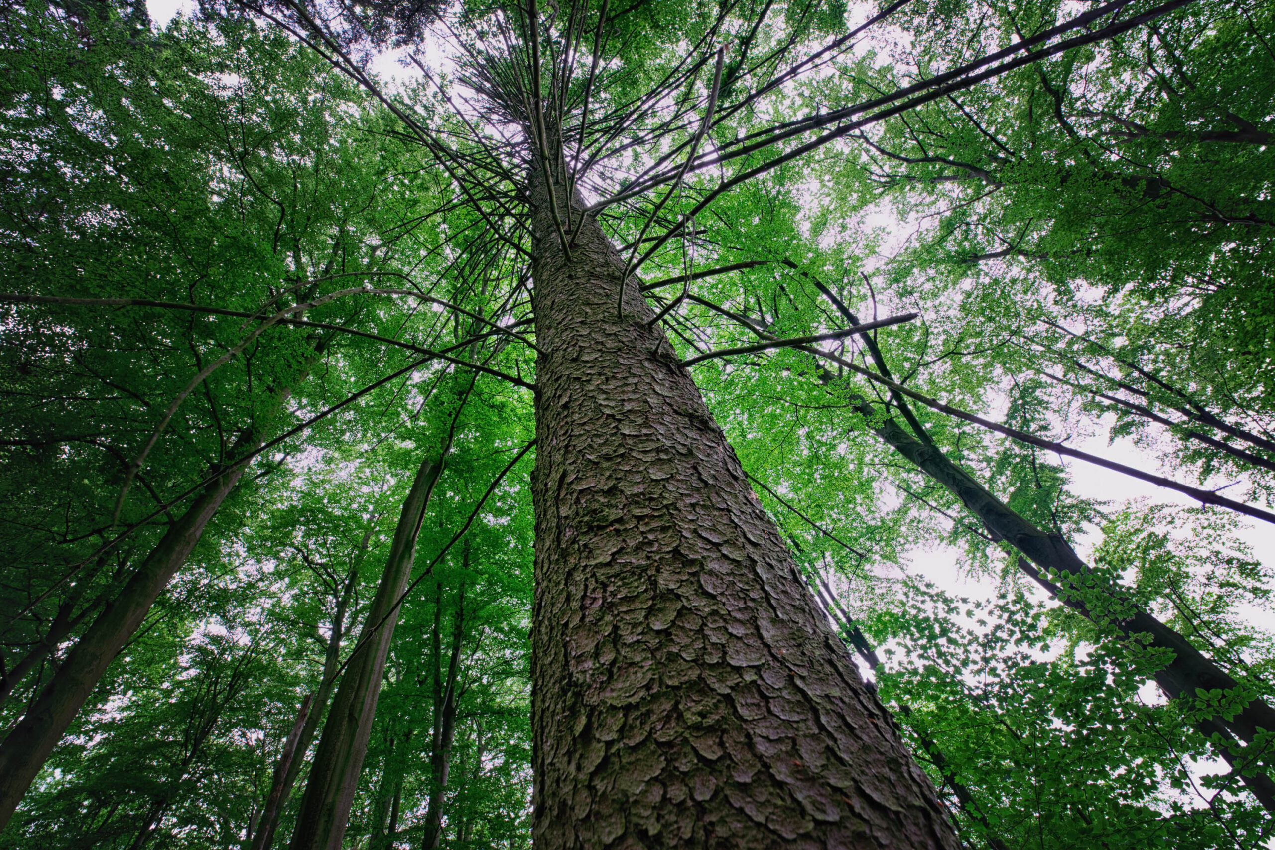 Das Bild zeigt eine Aufwärtsaufnahme in einem dichten, üppigen Wald. Der Blick wird von einem einzelnen, hoch aufragenden Baum im Zentrum des Bildes eingefangen, der die vertikale Ausdehnung des Waldes betont. Die Baumkrone ist dicht und undurchsichtig, was eine Atmosphäre der Ruhe und des Geheimnisses erzeugt. Die Textur der Baumrinde ist deutlich sichtbar und verleiht dem Bild eine organische Note. Die Beleuchtung ist diffus, was auf einen bewölkten Tag hindeutet.