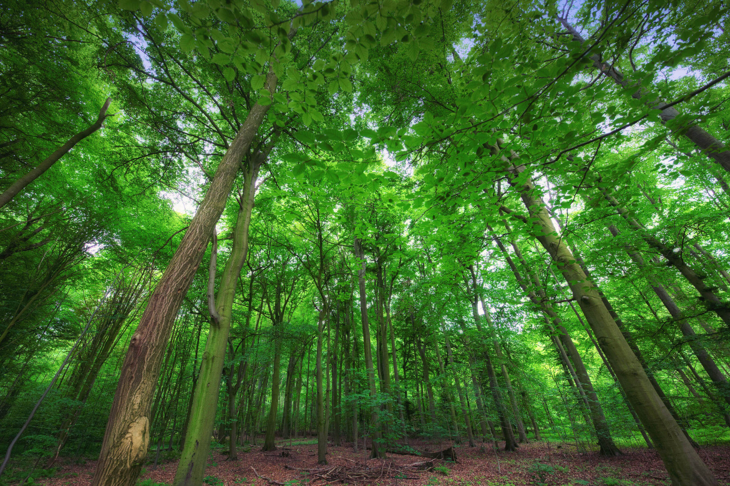 Das Bild zeigt eine Blick nach oben in einen dichten, üppigen Wald. Die hohen Bäume dominieren die Szene und bilden ein dichtes Blätterdach, das das Sonnenlicht filtert und eine grüne, fast surreale Atmosphäre schafft. Der Waldboden ist mit Laub bedeckt, was die natürliche Umgebung unterstreicht. Die Perspektive betont die Höhe der Bäume und vermittelt ein Gefühl von Erhabenheit und Ruhe.