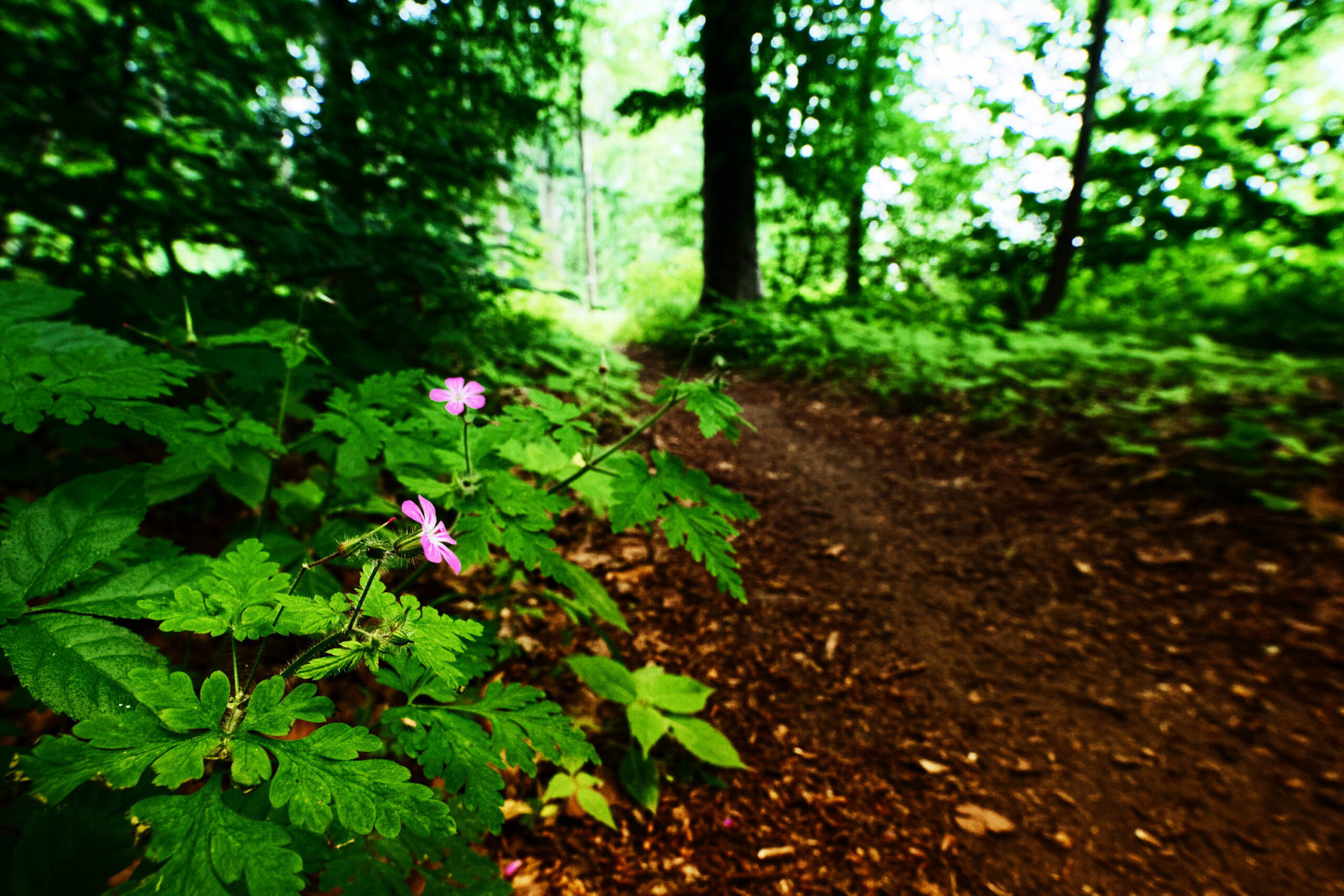 Das Bild zeigt einen verschlungenen Waldpfad, der sich in die Tiefe erstreckt. Der Vordergrund wird von üppigem Grün dominiert, insbesondere von einem Feld-Akelei ( *Aquilegia vulgaris*) mit leuchtend rosa Blüten. Der Pfad besteht aus dunklem Waldboden, bedeckt mit Laub und kleinen Ästen. Im Hintergrund ragen hohe Bäume auf, die das Sonnenlicht filtern und eine düstere, aber friedliche Atmosphäre schaffen. Die Perspektive ist von unten aufgenommen, was die Höhe der Bäume betont und den Betrachter in die Szene hineinzieht. Die Farbtöne sind überwiegend Grün- und Brauntöne, wobei das Rosa der Akelei einen schönen Kontrast bildet.