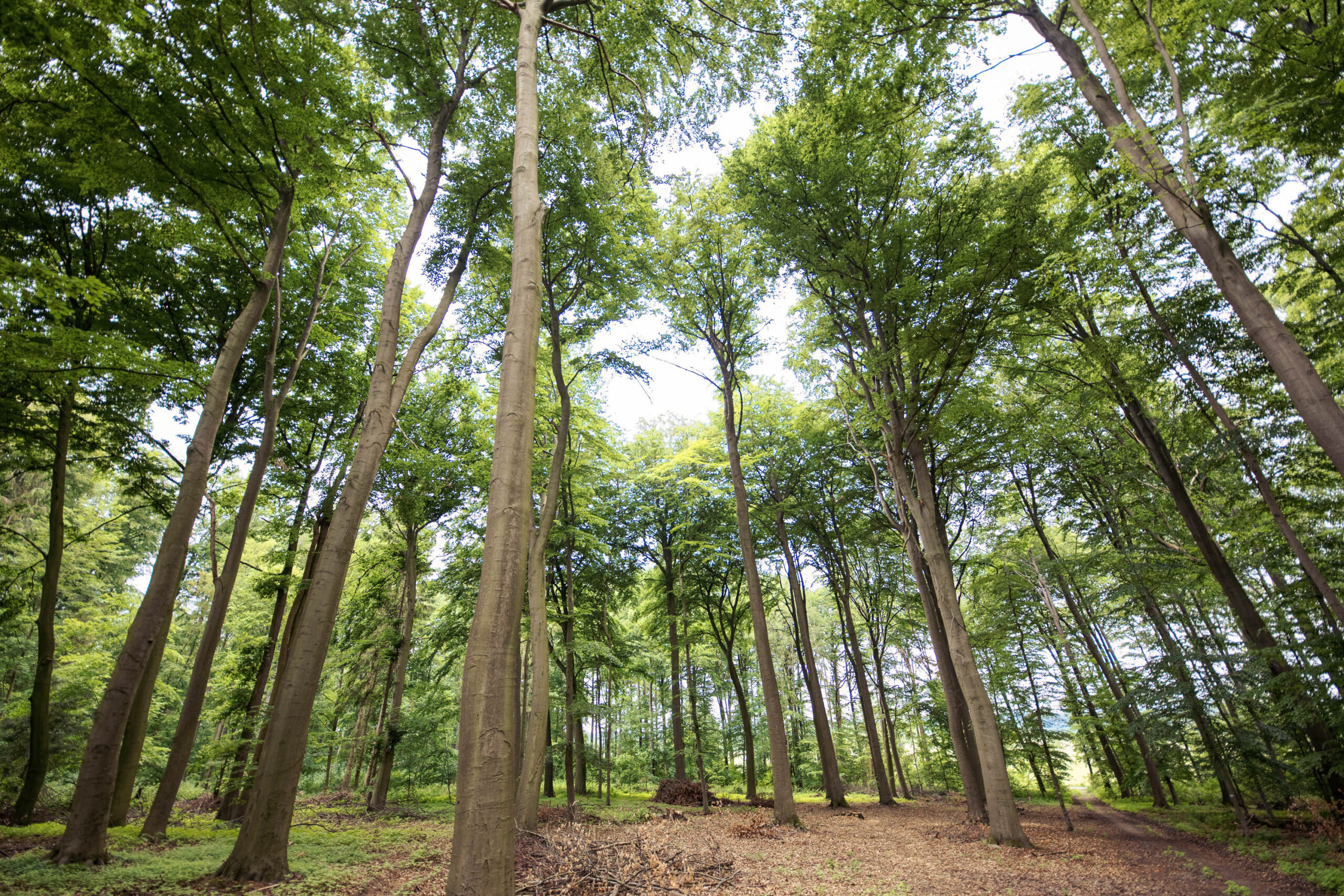 Das Bild zeigt eine Waldszene, aufgenommen aus einer tiefen Perspektive, die den Blick nach oben lenkt. Die Szene wird von hohen, schlanken Bäumen dominiert, deren Stämme sich in Richtung des Himmels erheben. Das Blätterdach ist dicht und lässt nur spärliches Licht hindurch. Der Waldboden ist mit Laub bedeckt, was eine natürliche und unberührte Atmosphäre schafft. Die Perspektive betont die Höhe der Bäume und vermittelt ein Gefühl von Erhabenheit und Ruhe.