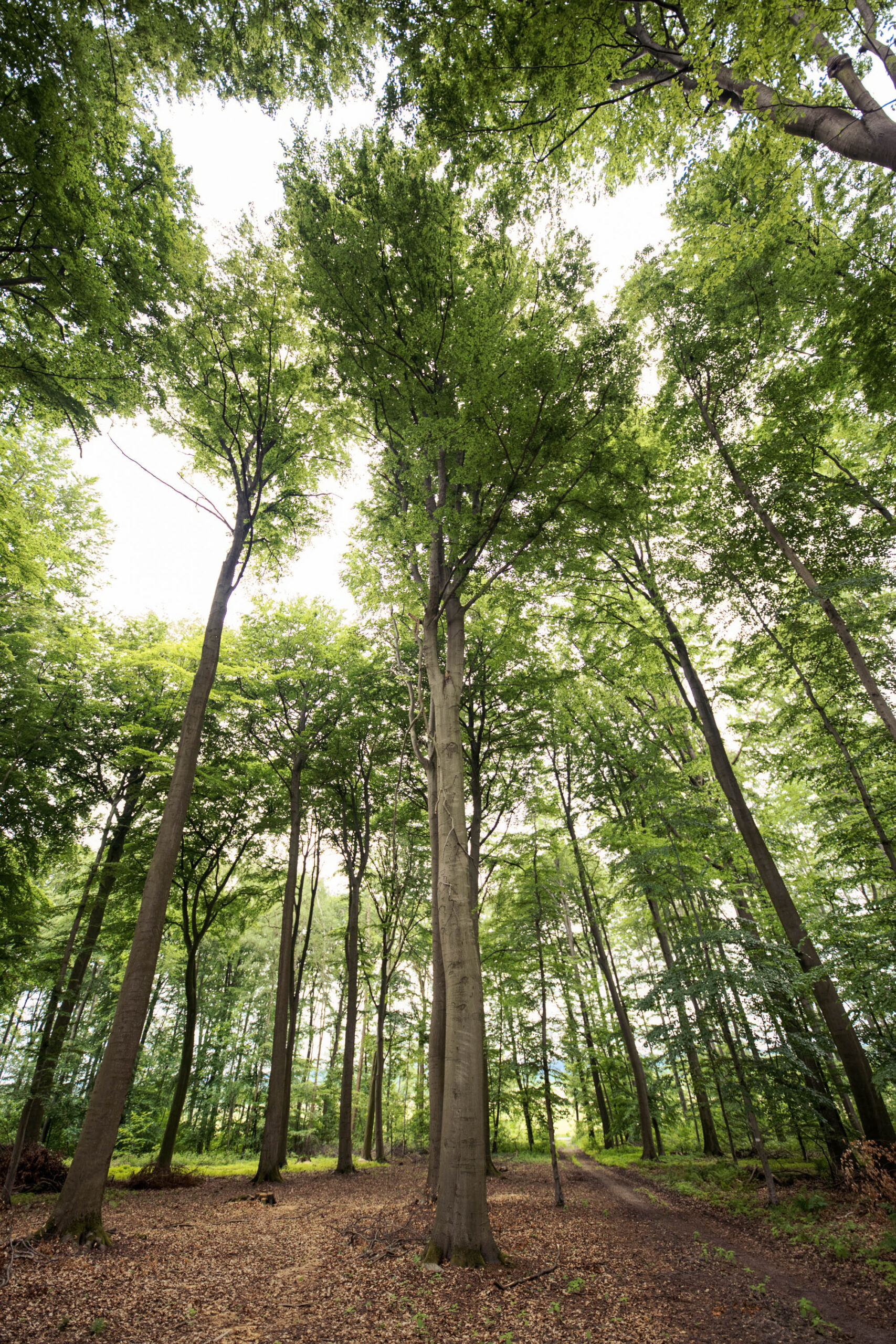 Die Fotografie zeigt eine Aufwärtsaufnahme in einem dichten Laubwald. Die hohen Baumstämme dominieren die Szene und strecken sich in Richtung des teilweise bewölkten Himmels. Der Waldboden ist mit einer dicken Schicht aus braunem Laub bedeckt, was eine natürliche und organische Atmosphäre schafft. Die Perspektive betont die Höhe der Bäume und vermittelt ein Gefühl von Erhabenheit und Ruhe.