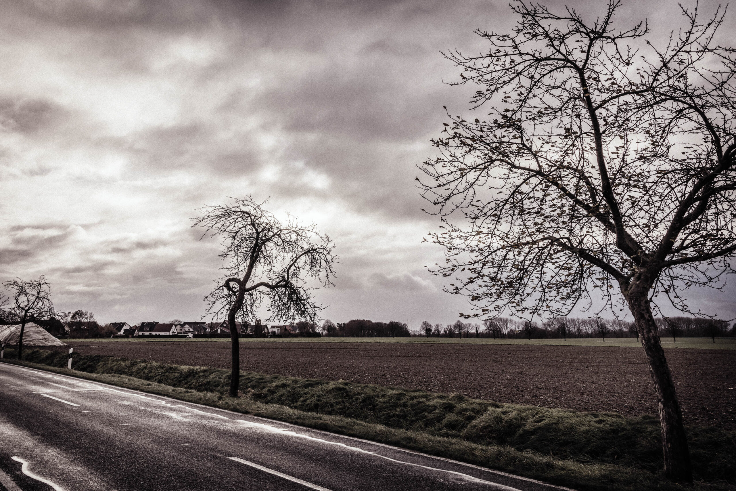 Das Foto zeigt eine monochrome Landschaft in Pattensen, Calenberger Land. Im Vordergrund führt eine asphaltierte Straße in die Ferne. Links befindet sich ein Feldrain mit hohem Gras. Im Hintergrund erstrecken sich Felder mit dunkler, feuchter Erde, die von einem Himmel bedeckt sind, der von dichten Wolken dominiert wird. Zwei markante, kahle Bäume ragen am Straßenrand auf, ihre Äste bilden ein filigranes Muster vor dem Himmel. Im Hintergrund sind einige Häuser und Bäume erkennbar, die die ländliche Umgebung unterstreichen. Das Bild vermittelt eine ruhige, fast melancholische Stimmung.