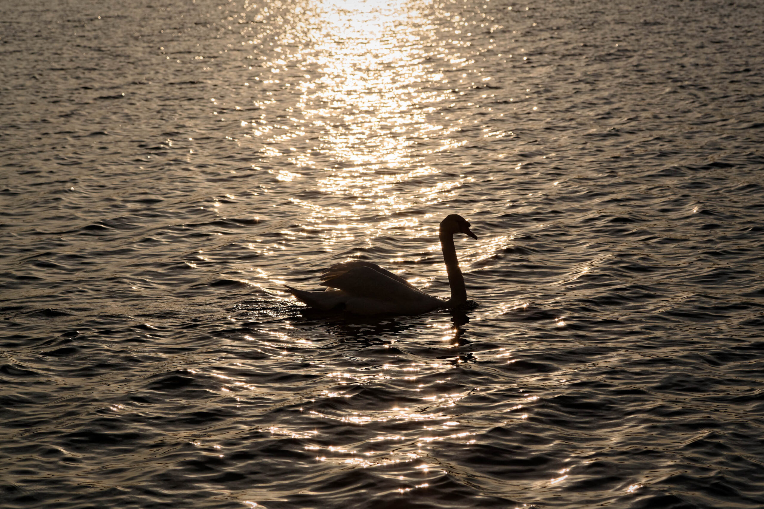 Das Bild zeigt einen einzelnen Schwan, der in einem See schwimmt. Das Wasser ist ruhig und reflektiert das goldene Licht der untergehenden Sonne, was eine fast surreale Atmosphäre erzeugt. Der Schwan ist im Vordergrund platziert und steht im Kontrast zum glitzernden Hintergrund. Die Komposition ist einfach, aber effektiv, und betont die Schönheit des Tieres und die ruhige Umgebung.