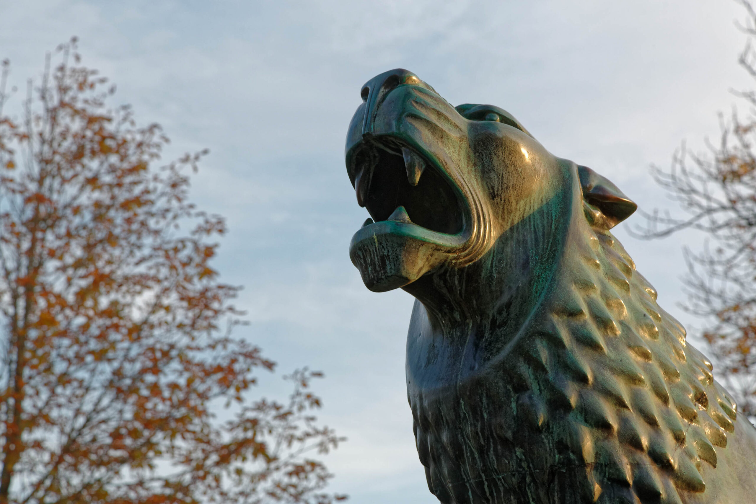 Die Aufnahme zeigt eine detaillierte Nahaufnahme einer Bronzestatue eines Löwen. Der Löwe hat sein Maul weit geöffnet, was ihm ein kraftvolles und aggressives Aussehen verleiht. Die Textur der Bronze ist gut erkennbar, mit feinen Details, die die Muskeln und die Gesichtszüge des Tieres darstellen. Im Hintergrund sind Bäume mit Herbstlaub zu sehen, die einen warmen Farbkontrast zum dunklen Bronze des Löwen bilden. Der Himmel ist leicht bewölkt und trägt zur ruhigen Atmosphäre des Bildes bei. Die Aufnahme ist gut belichtet, wobei das Licht die Details der Statue hervorhebt und einen schönen Tiefeneffekt erzeugt.