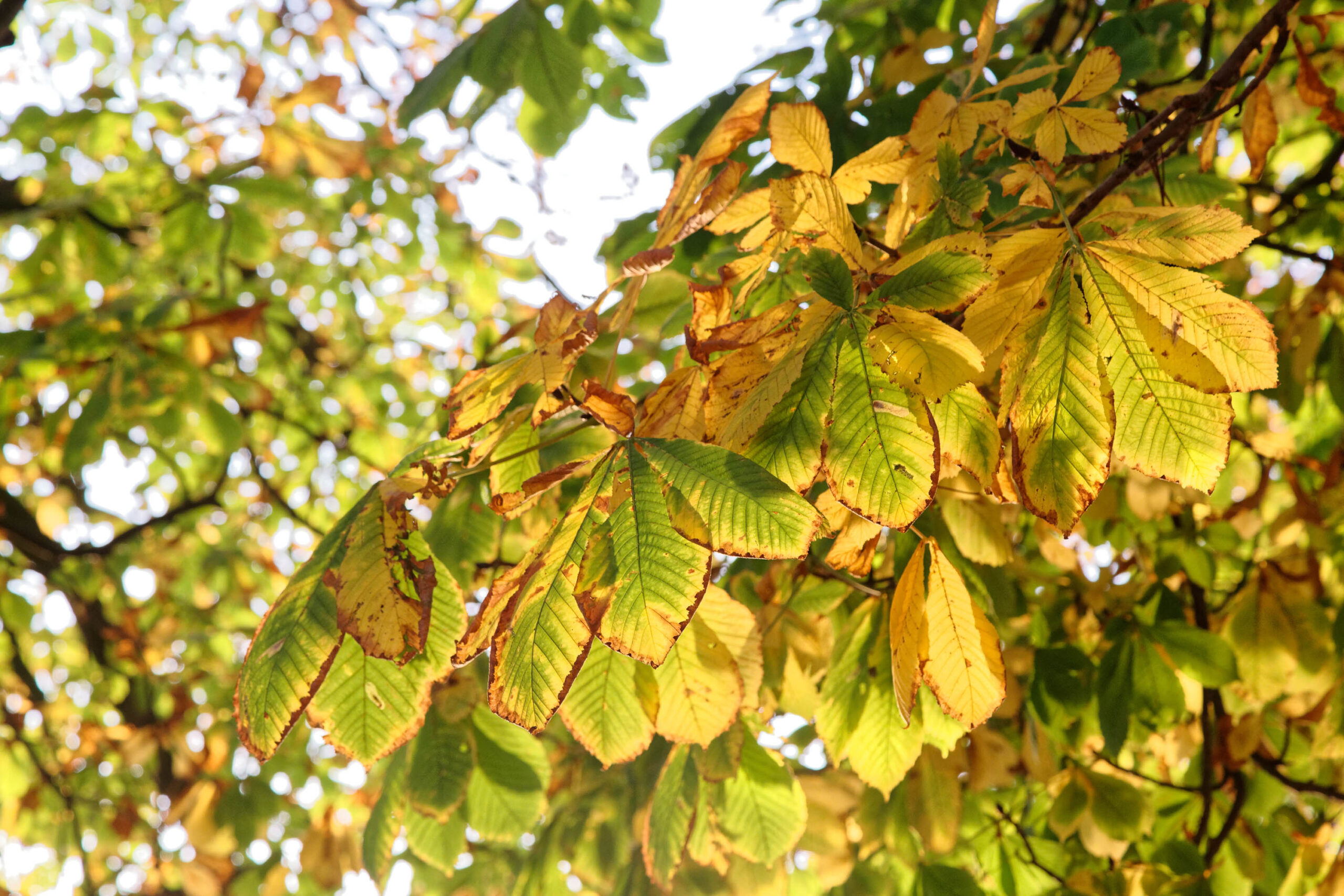 Das Bild zeigt eine Nahaufnahme von Kastanienblättern, die sich im Herbstlicht präsentieren. Die Blätter zeigen eine Mischung aus verschiedenen Grüntönen, wobei sich braune Ränder abzeichnen. Die Aufnahme fängt die Textur und die Details der Blätter ein, wobei das Licht die Farben verstärkt. Der Hintergrund ist unscharf und besteht aus weiteren Blättern, was den Fokus auf die Hauptmotive lenkt.