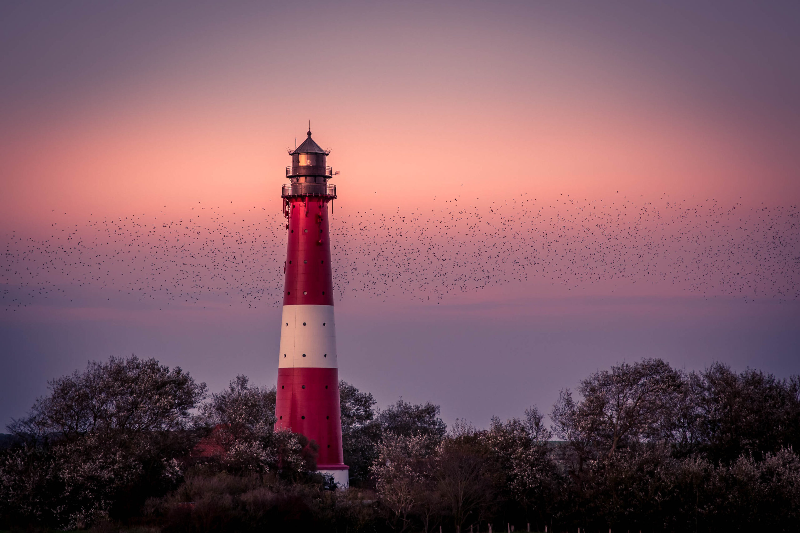 Das Bild zeigt den Leuchtturm von Pellworm, aufgenommen im Oktober 2019. Der Himmel ist in einem tiefen Rosaton, der eine ruhige und fast mystische Atmosphäre erzeugt. Der Leuchtturm selbst ist rot und weiß gestrichen und ragt deutlich in den Himmel. Vor dem Leuchtturm befindet sich eine Baumgruppe, die den Horizont bildet. Die Bäume sind größtenteils kahl, was auf den Herbstzeitraum hindeutet. Der Fokus liegt auf dem Leuchtturm, der als Wahrzeichen der Insel Pellworm erkennbar ist. Die Aufnahme ist gut belichtet und zeigt die Details des Leuchtturms und der umliegenden Landschaft.
