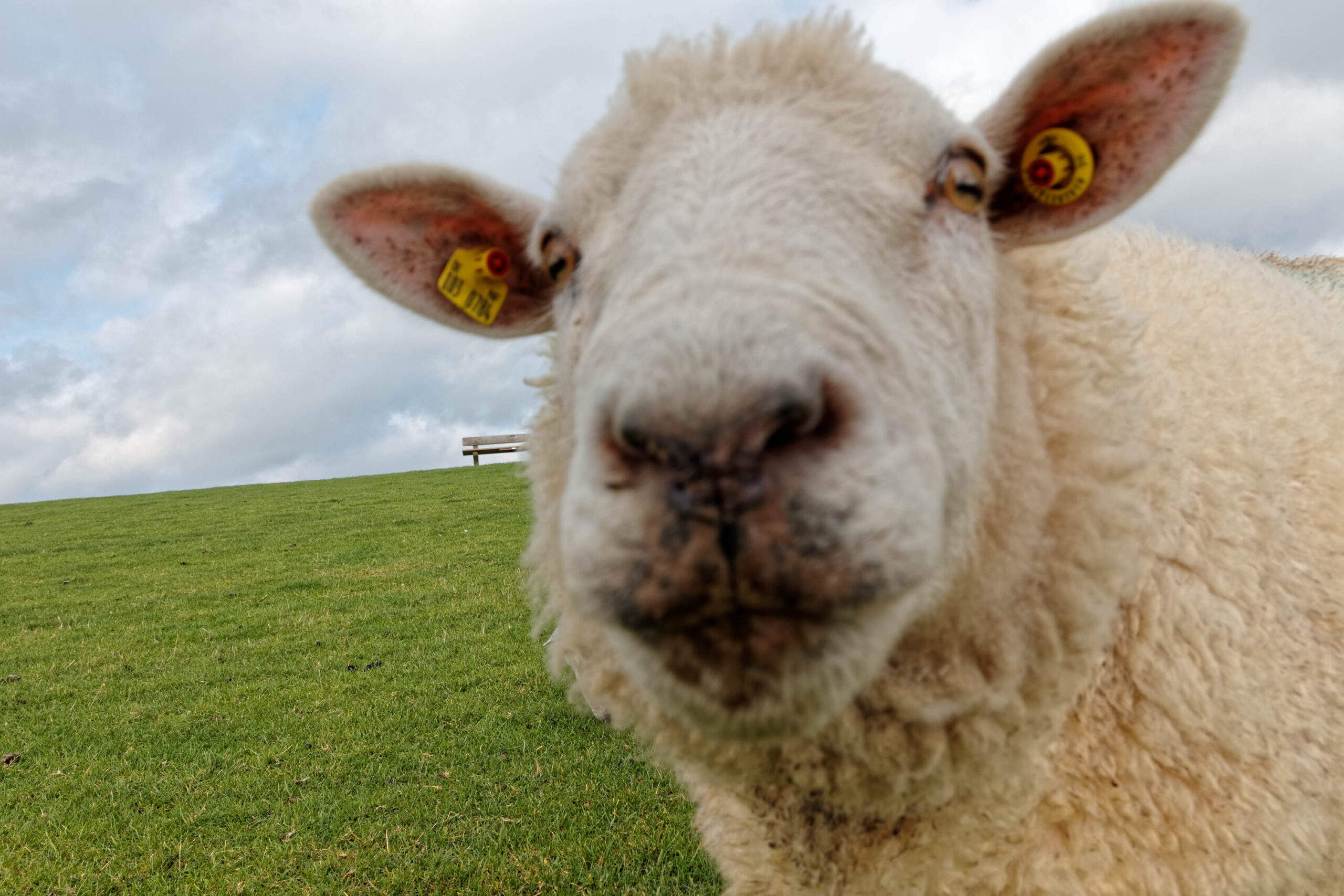 Das Bild zeigt eine extrem nahliegende Aufnahme des Gesichts eines Schafes. Das Schaf blickt direkt in die Kamera. Man erkennt deutlich die Augen, Nase, Mund und Ohren des Tieres. An den Ohren befinden sich Markierungen. Im Hintergrund ist eine grüne Wiese zu sehen, die leicht ansteigt. Am oberen Rand der Wiese befindet sich eine Bank. Der Himmel ist bewölkt und lässt auf trübes Wetter schließen. Das Bild wurde offenbar mit einem Weitwinkelobjektiv aufgenommen, was zu einer Verzerrung der Perspektive führt.