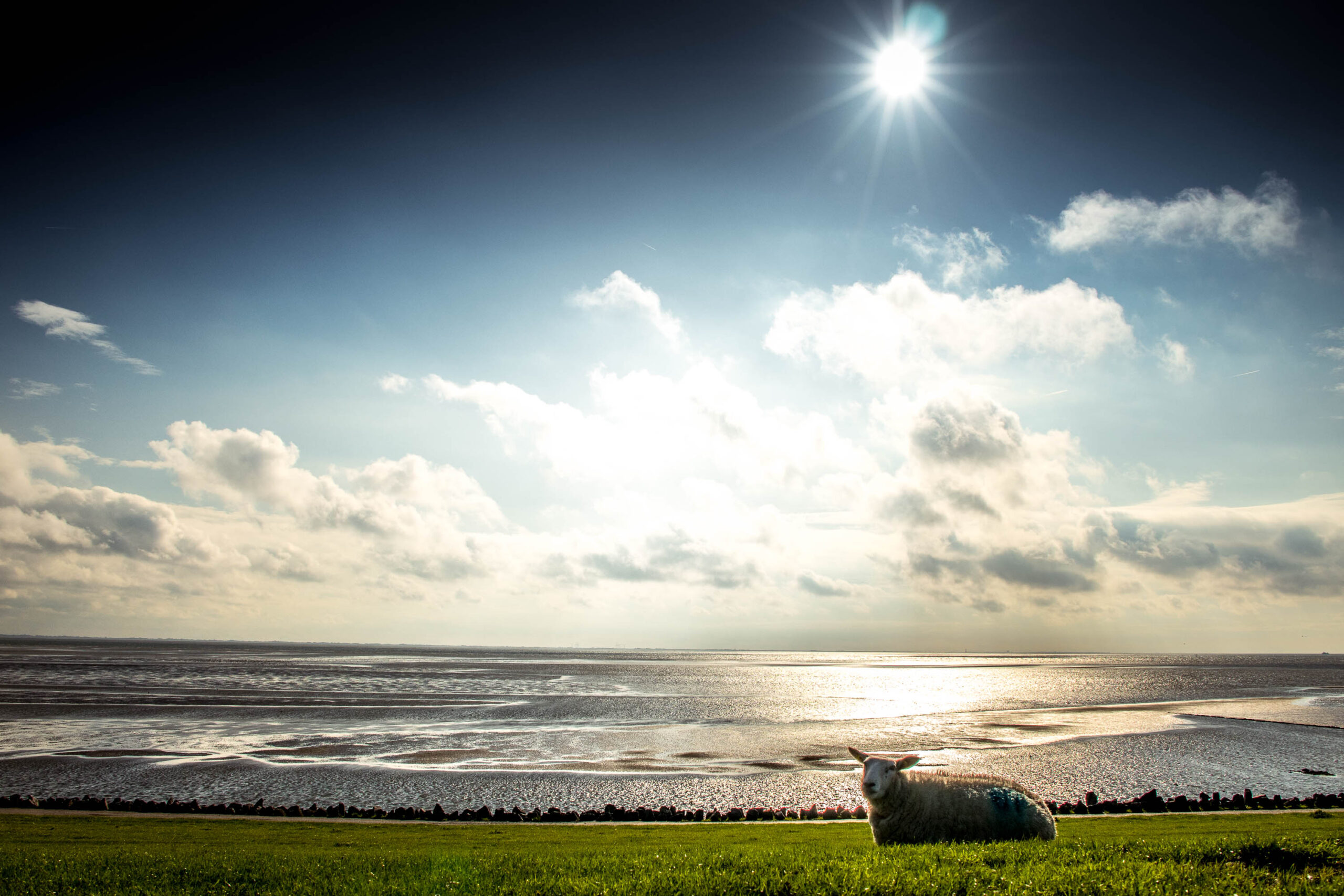 Die Aufnahme fängt eine ruhige Szene auf der Insel Pellworm in der Nordsee ein. Im Vordergrund liegt ein Schaf entspannt auf einem saftig grünen Rasen. Der Horizont ist durch ein glitzerndes Meer definiert, das im Sonnenlicht funkelt. Der Himmel ist bewölkt, aber die Sonne scheint durch die Wolken und erhellt die Szene. Die Farben sind warm und einladend, und die Gesamtstimmung ist friedlich und entspannend.