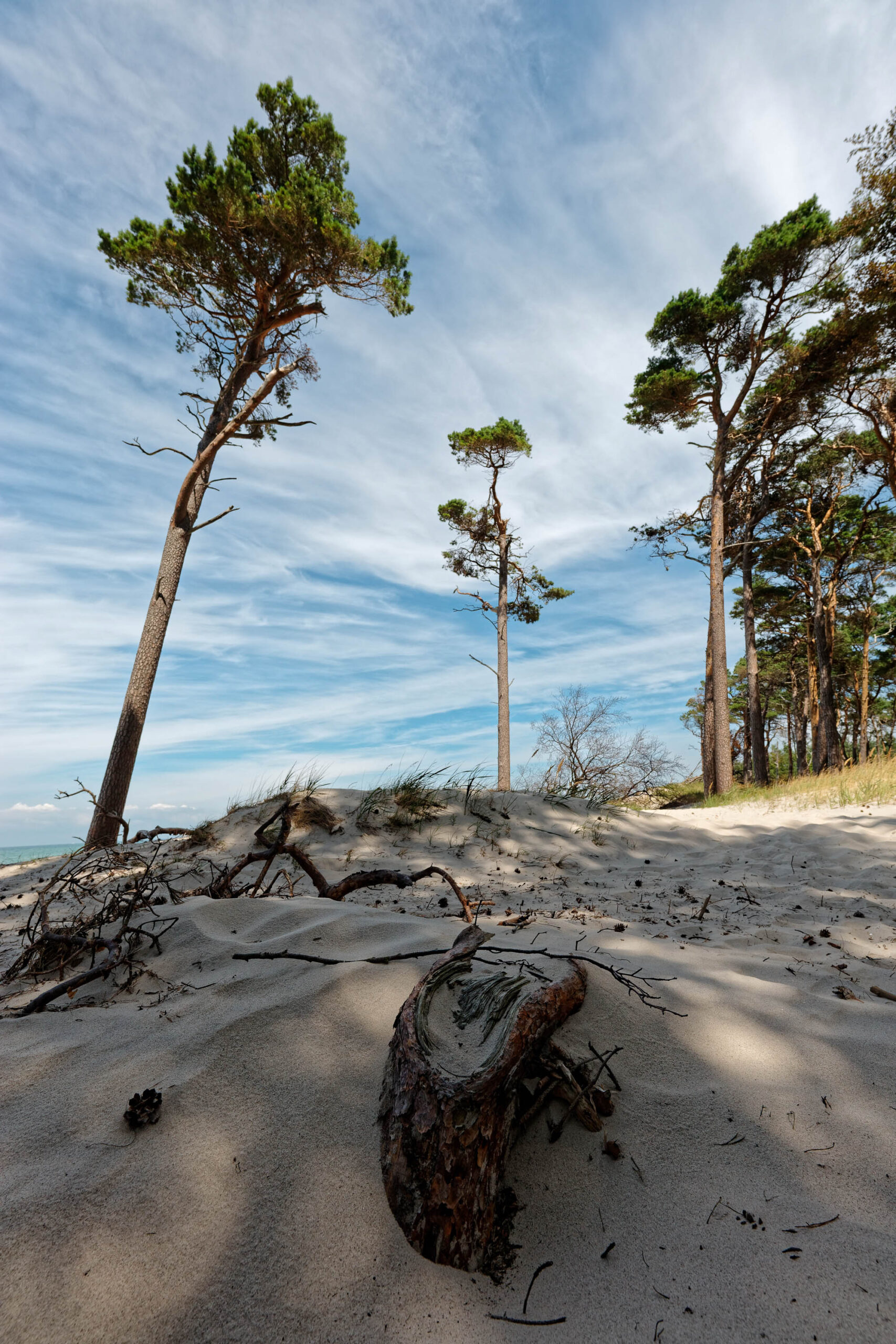 Die Aufnahme zeigt eine typische Landschaft des Weststrandes auf der Halbinsel Darß an der Ostsee. Der Fokus liegt auf den markanten, vom Wind geformten Kiefern, die aus der Düne ragen. Ein verwitterter Baumstamm liegt im Vordergrund und betont die raue Schönheit der Küstenlandschaft. Der Himmel ist von Wolken durchzogen, was dem Bild eine dynamische Atmosphäre verleiht. Der Strand erstreckt sich bis zum Horizont und vermittelt ein Gefühl von Weite und Freiheit.