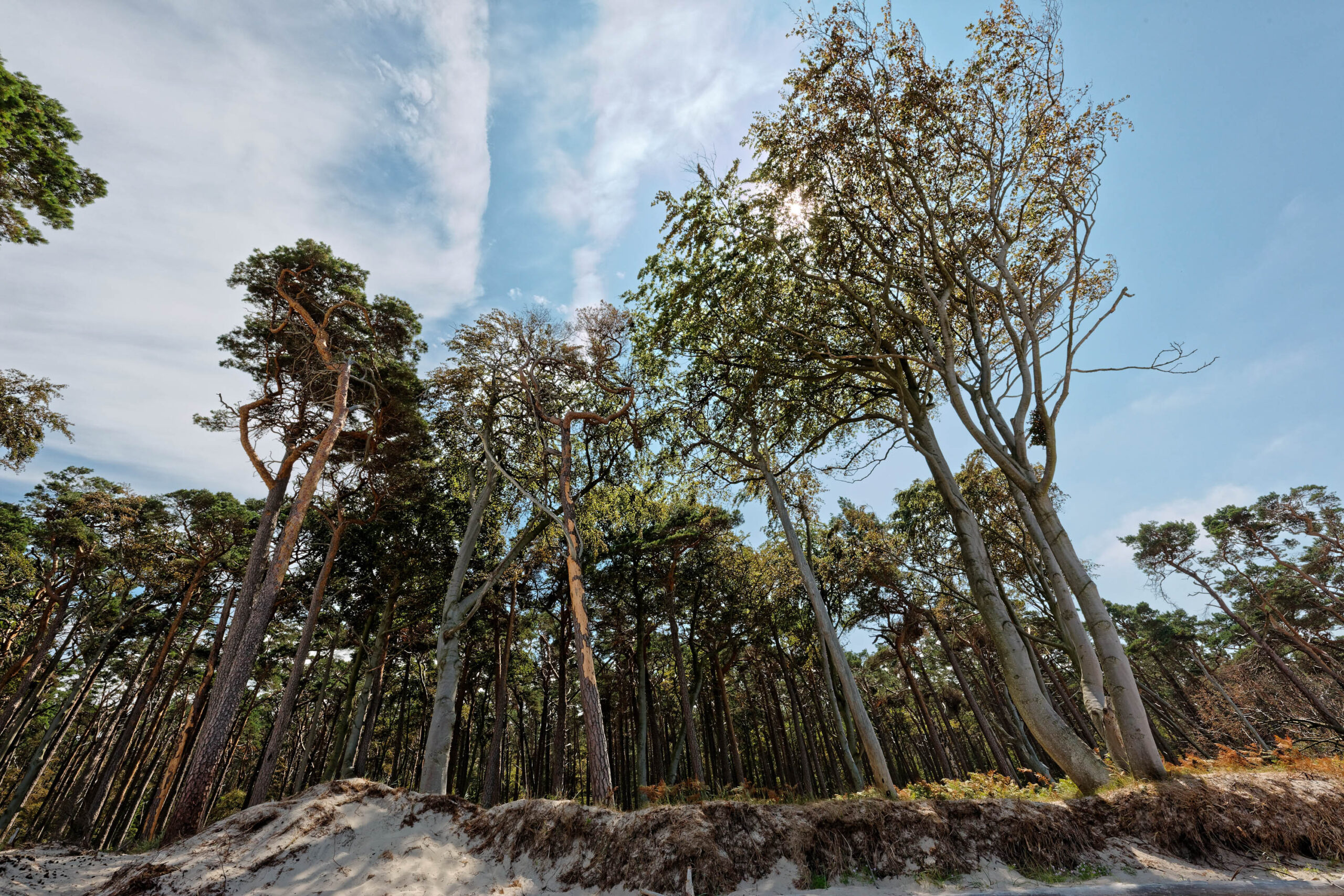Die Aufnahme zeigt eine typische Landschaft des Weststrandes auf der Halbinsel Darß an der Ostsee. Der Blickwinkel ist nach oben gerichtet, wodurch die hohen, sich windschief stehenden Kiefern besonders hervorgehoben werden. Der weiße Sand der Düne bildet den Vordergrund, während der blaue Himmel mit vereinzelten Wolken den Hintergrund bildet. Die Szene vermittelt ein Gefühl von Weite und Freiheit.