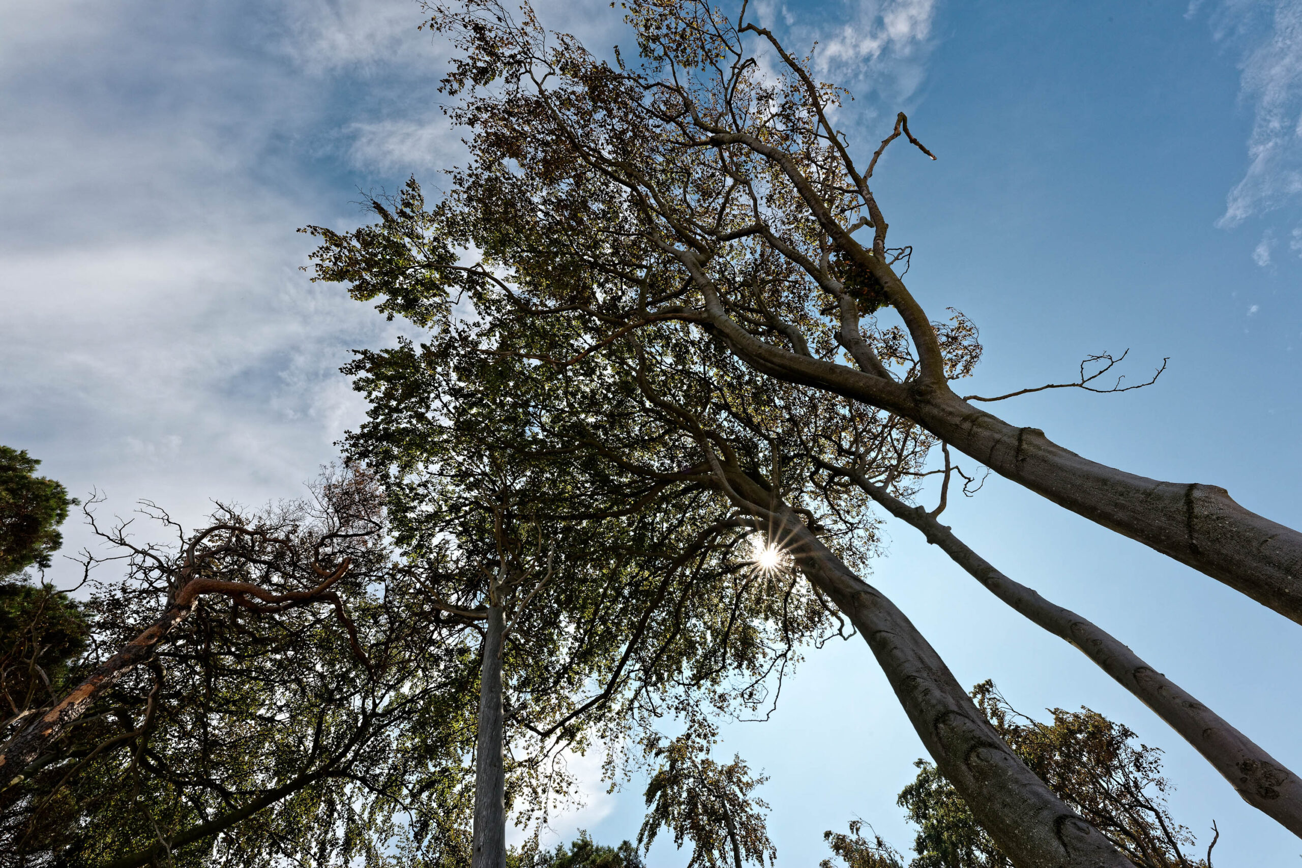 Das Foto zeigt eine Aufnahme vom Boden aus, die nach oben zu einer Gruppe von Kiefern (Pinus) gerichtet ist. Der Himmel ist blau mit vereinzelten Wolken. Die Sonne scheint durch die Äste der Bäume und erzeugt einen strahlenden Effekt. Die Aufnahme vermittelt ein Gefühl von Weite und Erhabenheit.