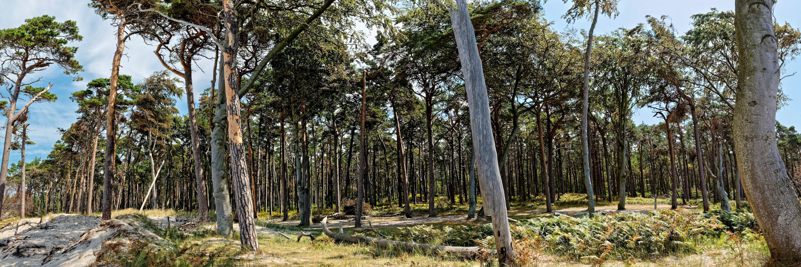 Die Aufnahme zeigt eine typische Landschaft des Darß, mit einem dichten, jungen Kiefernwald, der sich bis zum Sandstrand erstreckt. Die Bäume sind dicht gedrängt, viele sind schmal und hoch, mit einer hellen Rinde. Der Boden ist mit Sand und niedrigem Grün bewachsen. Im Hintergrund ist der Ostseestrand zu sehen, der sich in der Ferne erstreckt. Der Himmel ist blau mit vereinzelten weißen Wolken, was auf einen sonnigen Tag hindeutet. Die Szene vermittelt ein Gefühl von Ruhe und Abgeschiedenheit.