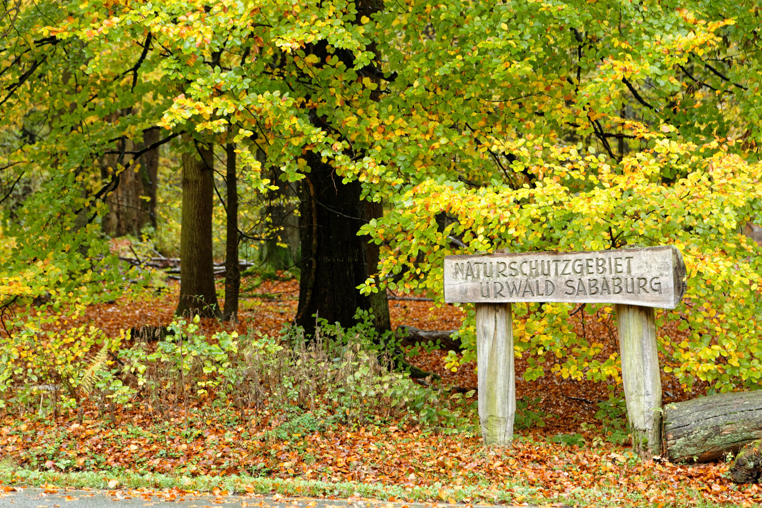 Das Bild zeigt ein Naturschild, das den Eingang zum Urwald Sababurg markiert. Das Schild besteht aus zwei Holzpfählen, die einen horizontalen Holzquerträger tragen. Auf dem Schild sind die Worte 'Naturschutzgebiet' und 'Urwald Sababurg' in versetzten Zeilen angebracht. Der Hintergrund besteht aus einem dichten, herbstlichen Wald mit Bäumen in leuchtenden Gelb- und Orangetönen. Der Waldboden ist mit gefallenen Blättern bedeckt. Ein Baumstamm liegt im Vordergrund links. Die Szene vermittelt eine ruhige und friedliche Atmosphäre.