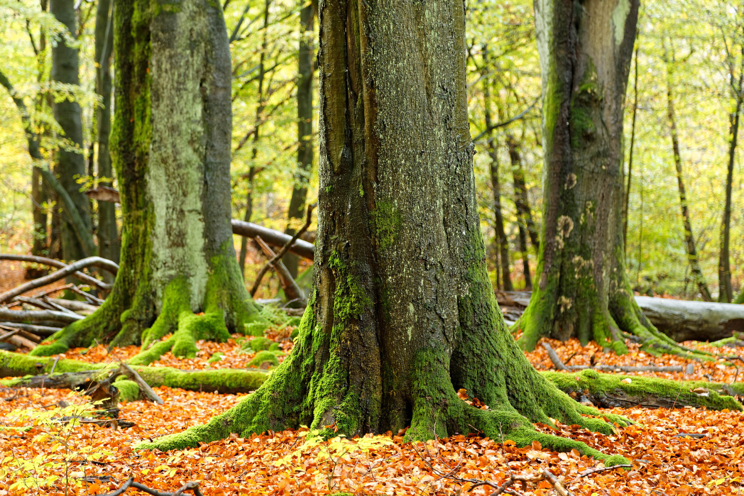 Das Foto zeigt einen Blick auf die Wurzeln eines alten Baumes in einem dichten Wald. Die Wurzeln sind mit leuchtend grünem Moos bedeckt und erstrecken sich über den Waldboden. Der Boden ist mit gefallenen Blättern bedeckt, die in warmen Herbstfarben leuchten. Im Hintergrund sind weitere Bäume zu sehen, die den Blick in die Tiefe des Waldes versperren. Das Licht ist gedämpft und erzeugt eine mystische Atmosphäre. Das Foto wurde im Urwald Sababurg aufgenommen.