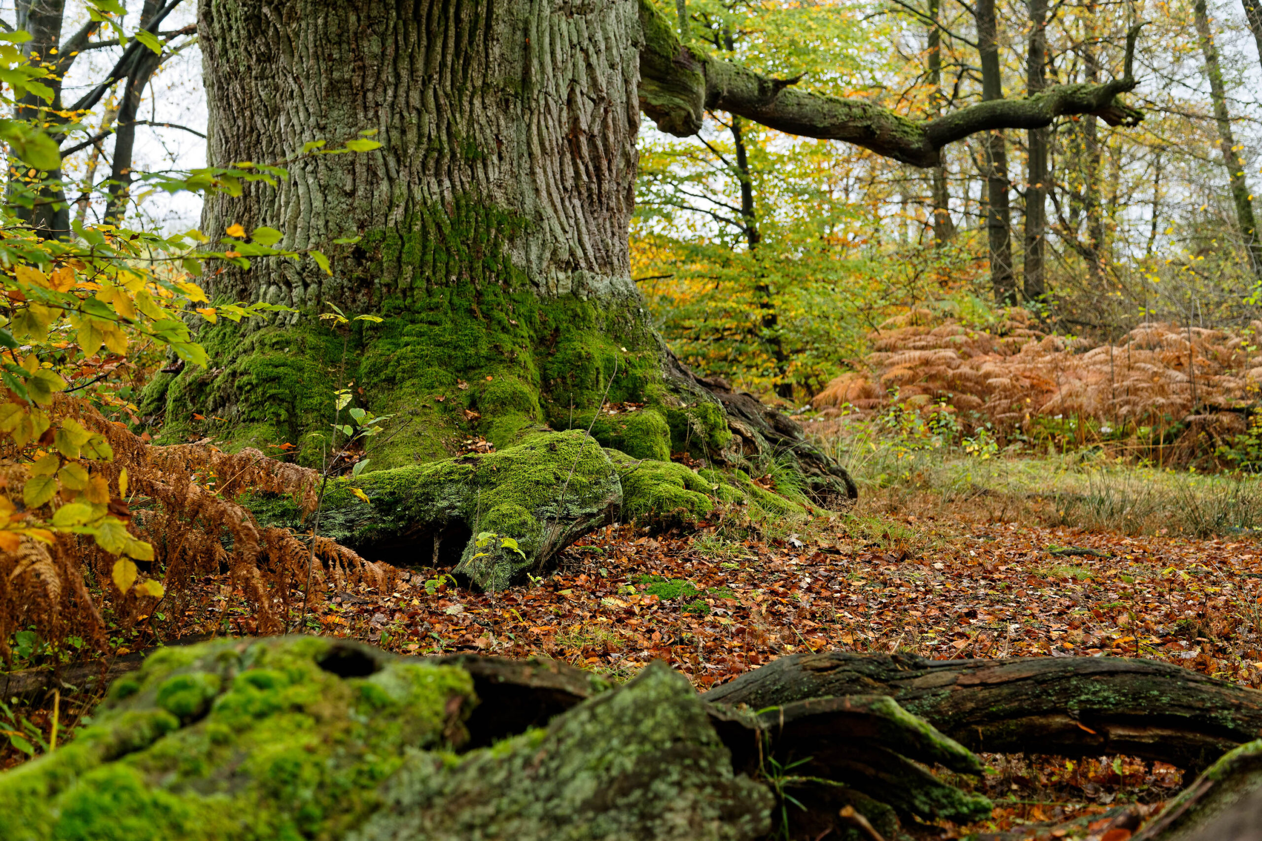 Das Bild zeigt einen uralten Baum im Urwald Sababurg. Der Baumstamm ist massiv und von dichtem, grünem Moos bedeckt. Die Wurzeln sind freiliegend und bilden eine komplexe Struktur. Der Waldboden ist mit gefallenen Blättern bedeckt, die in warmen Herbstfarben leuchten. Im Hintergrund sind weitere Bäume und dichter Bewuchs zu sehen. Die Szene vermittelt ein Gefühl von Alter, Wildheit und Stille.