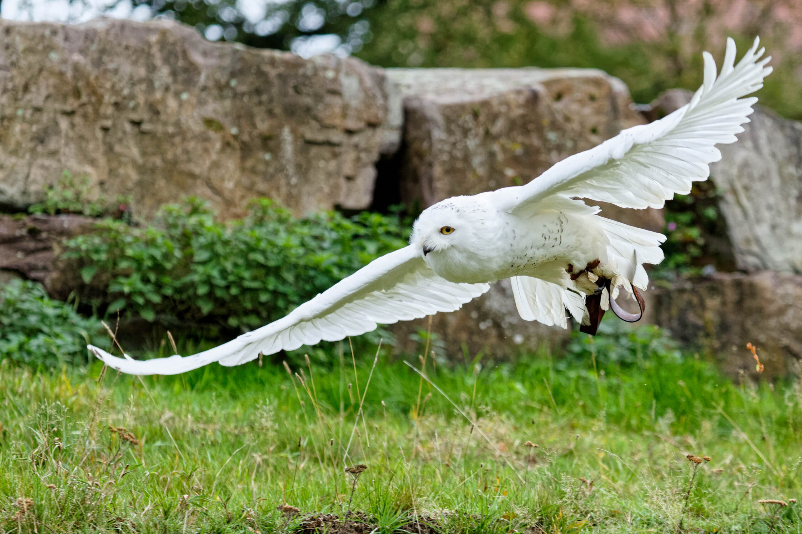 Das Bild zeigt eine Schneeeule (Bubo scandiacus) im Flug. Die Eule hat vollständig weiße Federn und breitet ihre Flügel in voller Ausdehnung aus. Der Hintergrund besteht aus grünem Gras und grauen Felsen, was auf eine natürliche Umgebung hindeutet. Die Eule scheint sich in einer dynamischen Bewegung zu befinden, möglicherweise beim Start oder bei einem Flugmanöver. Die Schärfentiefe ist relativ gering, was den Fokus auf die Eule lenkt.