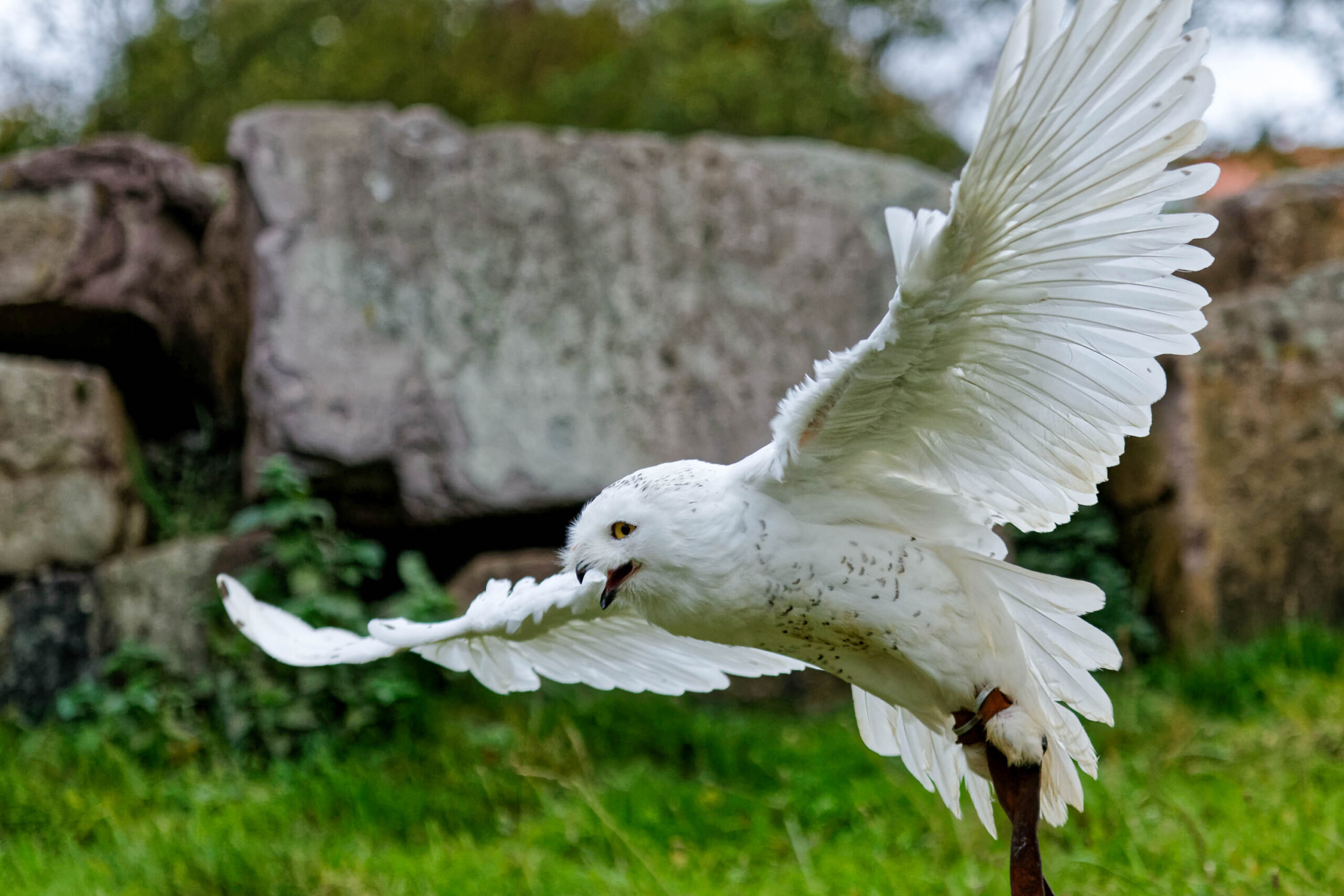 Das Bild zeigt eine Schneeeule (Bubo scandiacus) in voller Fluganimation. Die Eule ist fast vollständig weiß, mit gelben Augen, die auf den Betrachter gerichtet sind. Ihre Flügel sind weit ausgebreitet, was den Eindruck von Dynamik und Geschwindigkeit vermittelt. Der Hintergrund besteht aus einem Felsvorsprung und üppigem Grün, was einen natürlichen Kontrast zur weißen Eule bildet. Das Bild wurde im Tierpark Sababurg aufgenommen und zeigt die Eule in ihrer natürlichen Umgebung.