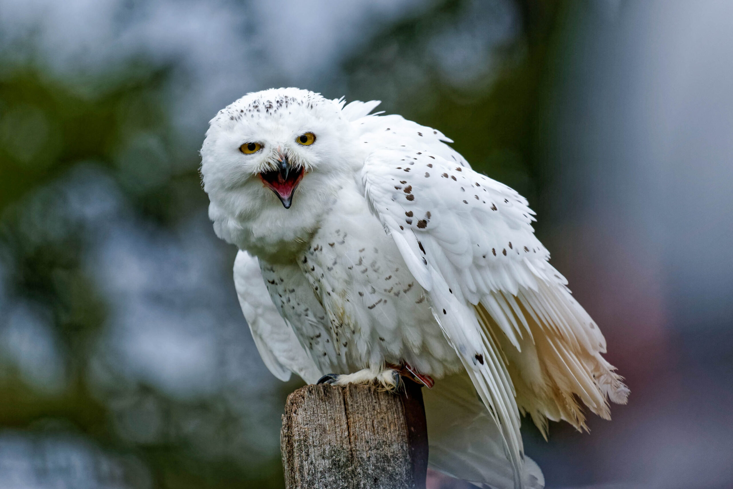 Das Bild zeigt eine Schneeeule (Bubo scandiacus) auf einem verwitterten Baumstumpf. Die Eule hat ein dichtes, weißes Gefieder mit schwarzen Tupfen und leuchtend gelbe Augen. Sie hat den Schnabel weit geöffnet, als würde sie schreien oder rufen. Der Hintergrund ist unscharf und besteht aus dunklem Grün, was darauf hindeutet, dass sich die Eule in einem bewaldeten Gebiet befindet. Das Bild wurde im Tierpark Sababurg im November 2019 aufgenommen.