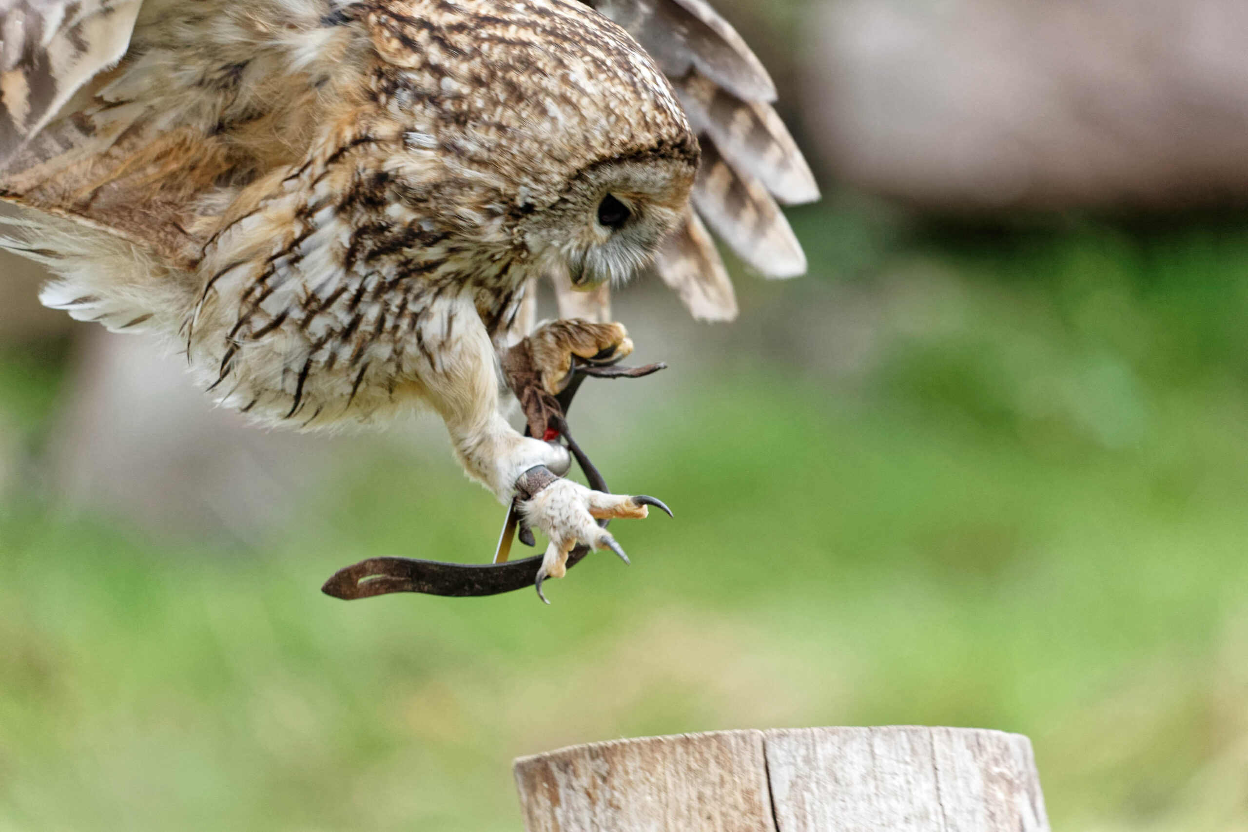 Das Bild zeigt einen Waldkauz (Strix aluco) in Aktion. Der Kauz befindet sich in der Luft und senkt sich mit ausgebreiteten Flügeln und erhobenen Krallen auf einen Baumstumpf herab. Der Hintergrund ist unscharf und besteht aus grünem Gras. Das Bild ist gut belichtet und der Kauz ist scharf abgebildet. Die Aufnahme wurde im Tierpark Sababurg im November 2019 gemacht.