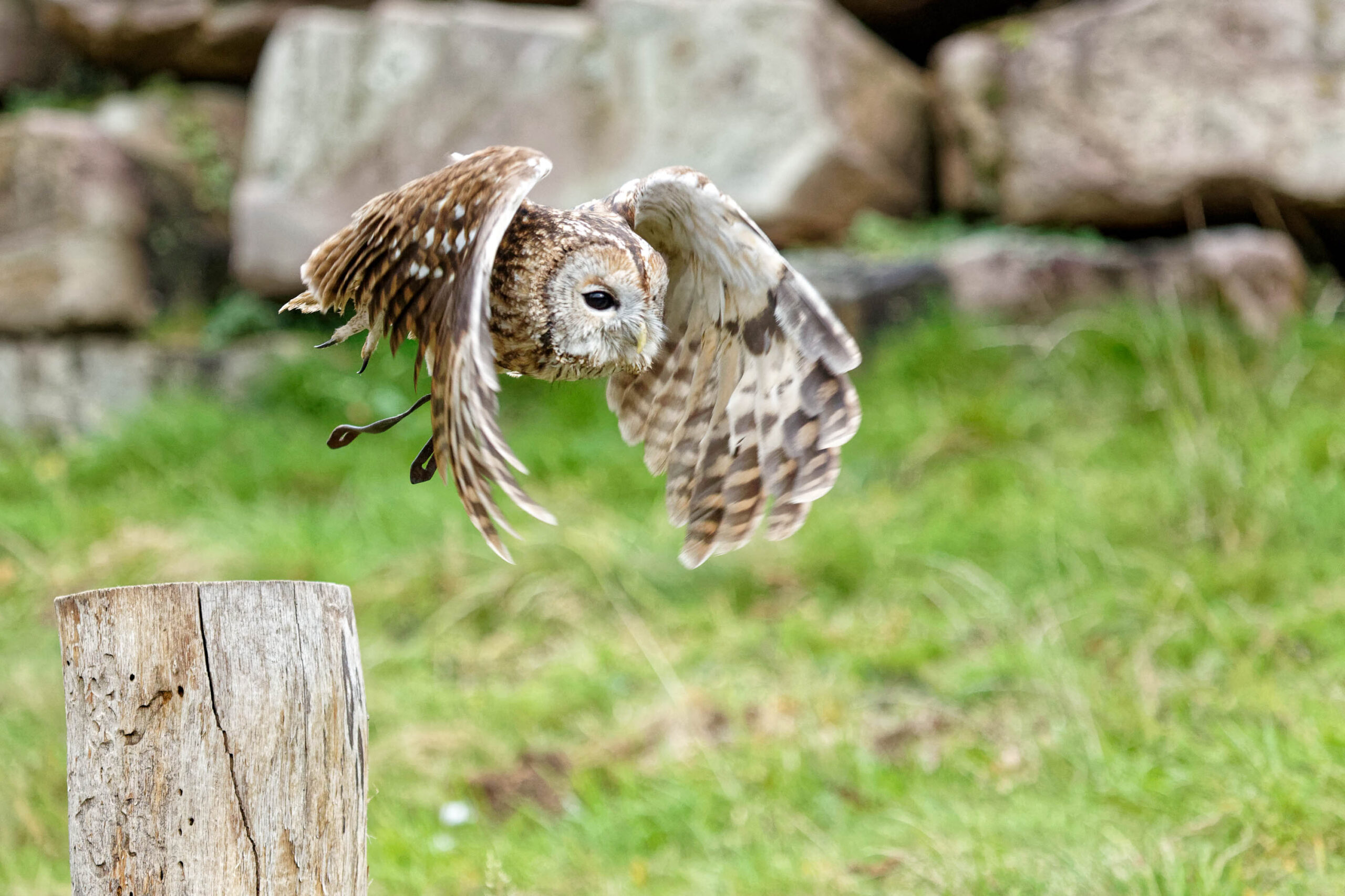 Das Bild zeigt einen Waldkauz (Strix aluco) im Flug. Der Kauz befindet sich in der Mitte des Bildes und fliegt direkt auf den Betrachter zu. Seine Flügel sind weit ausgebreitet, und seine Augen sind auf den Betrachter gerichtet. Der Hintergrund besteht aus grünem Gras und einigen Steinen. Das Bild wurde im Tierpark Sababurg aufgenommen.
