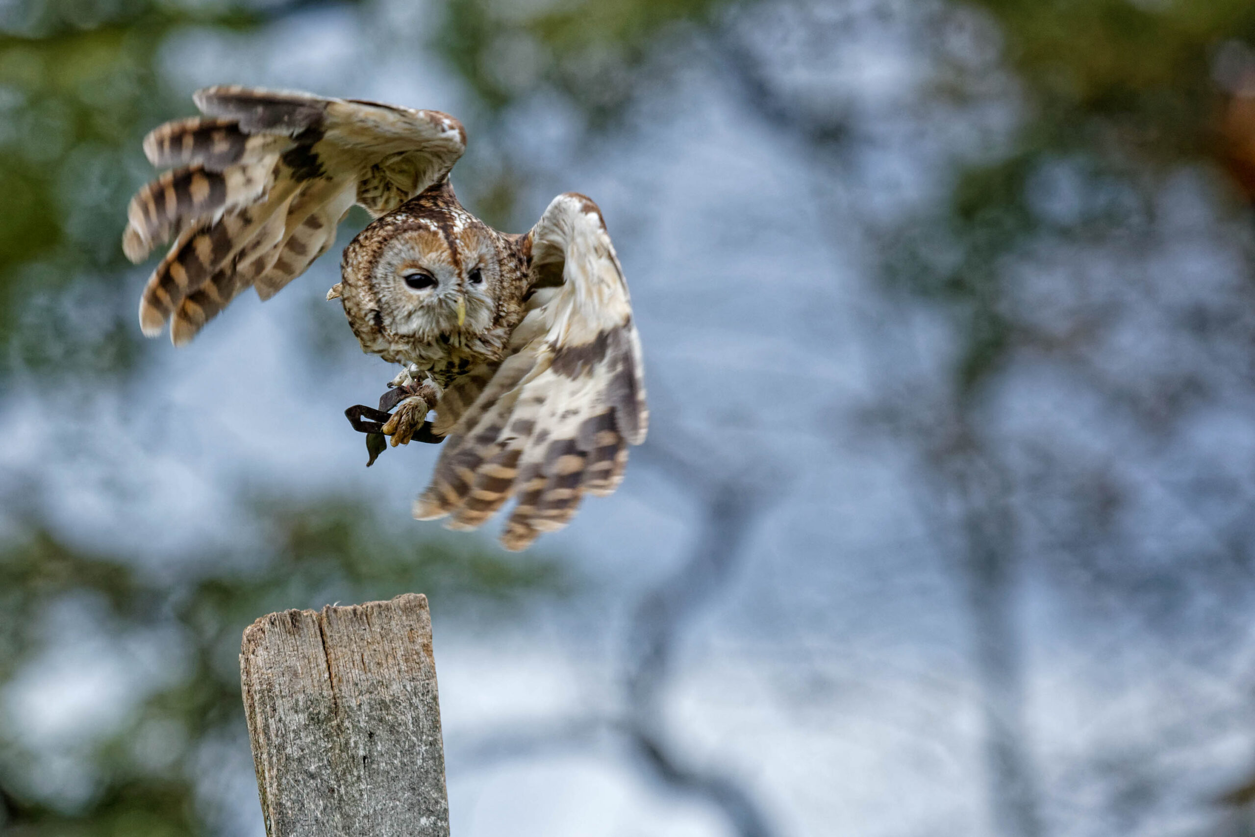 Das Foto zeigt einen Waldkauz (Strix aluco) im Flug. Der Kauz hält einen kleinen Hasen in seinen Krallen. Der Hintergrund besteht aus verschwommenen Bäumen und einem bewölkten Himmel. Das Bild wurde im Tierpark Sababurg aufgenommen.