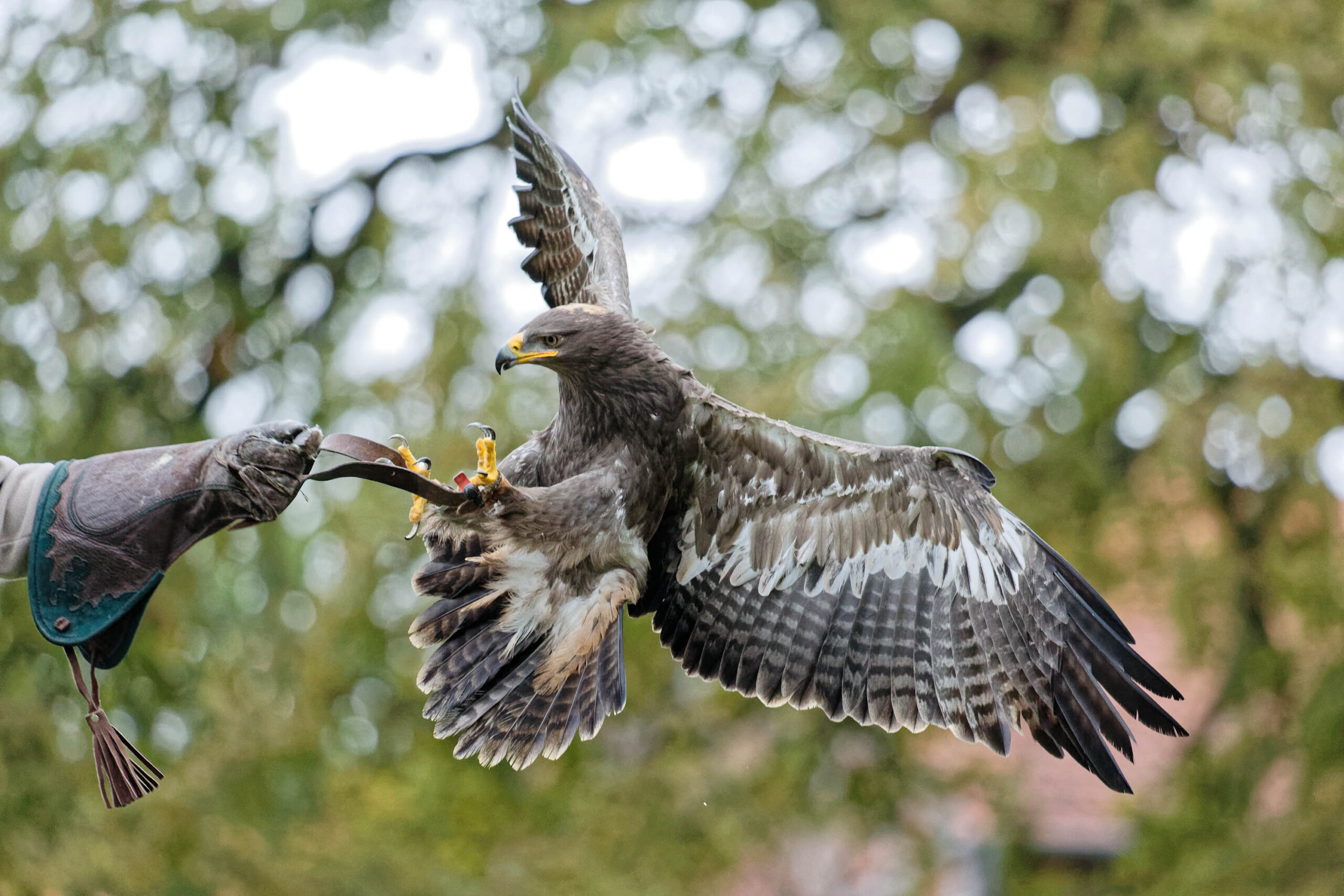 Das Bild zeigt einen Schreiadler (Clanga pomarina) im Flug. Der Adler ist in der Mitte des Bildes platziert und seine Flügel sind weit ausgebreitet. Er hält ein Stück Fleisch in seinen Krallen. Ein Mann hält den Adler an einem Handschuh. Der Hintergrund besteht aus verschwommenen Bäumen und einem Hauch von Gebäuden. Das Bild wurde im Tierpark Sababurg im November 2019 aufgenommen.