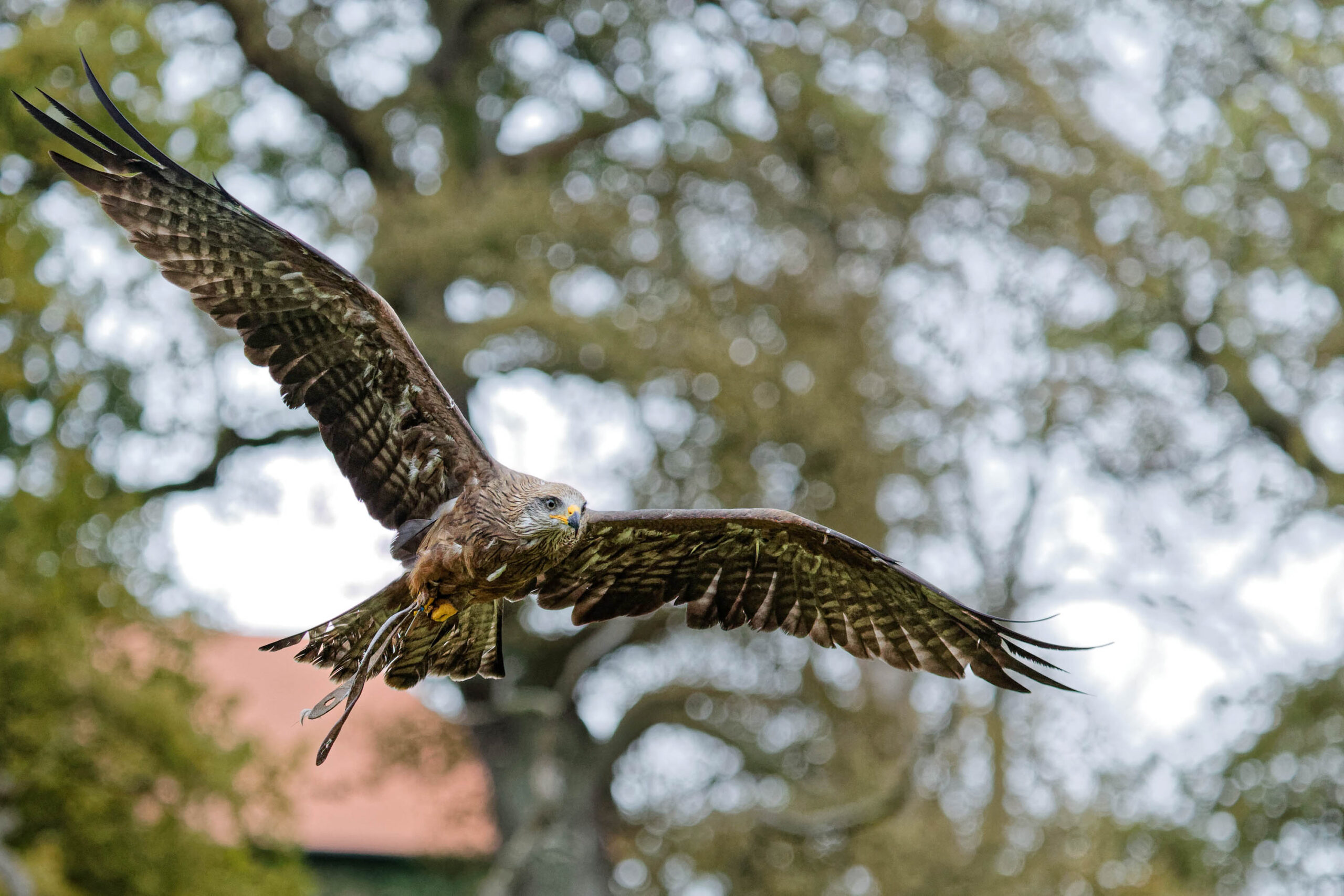 Das Bild zeigt einen Schreiadler (Clanga pomarina) im Flug. Der Adler fliegt mit weit ausgebreiteten Flügeln, die eine beeindruckende Spannweite zeigen. Sein Gefieder ist überwiegend braun mit dunkleren Bändern und Flecken. Der Hintergrund besteht aus verschwommenen Bäumen und einem Gebäude, was den Fokus auf den Adler lenkt. Das Bild wurde im Tierpark Sababurg im November 19 aufgenommen.