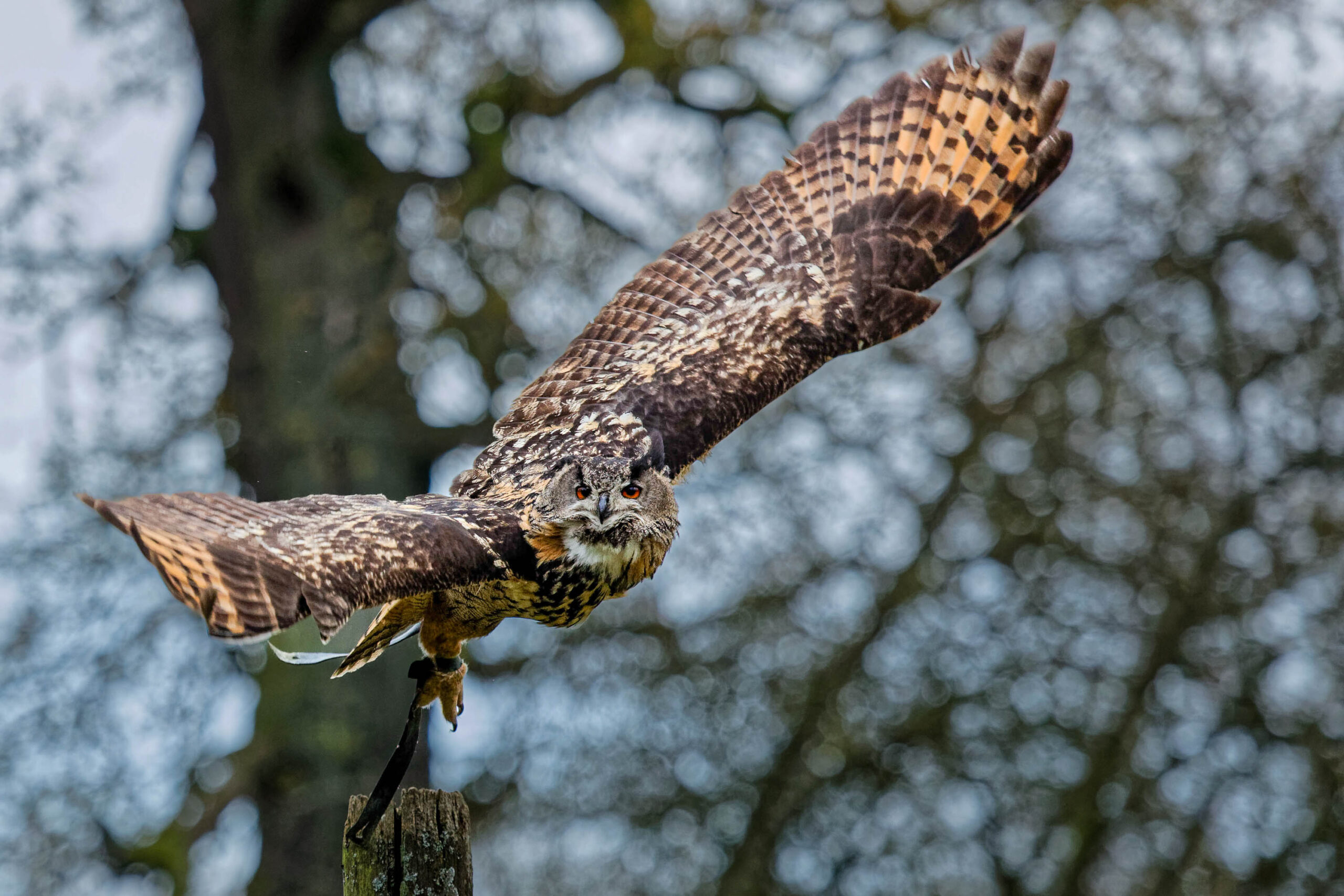 Das Foto zeigt einen Uhu ( *Bubo bubo*) im Flug. Der Vogel ist in der Mitte des Bildes platziert und seine Flügel sind vollständig ausgebreitet, was seine beeindruckende Flügelspannweite demonstriert. Der Hintergrund besteht aus einem verschwommenen Netzwerk von Baumzweigen, was den Fokus auf den Uhu lenkt. Das Licht ist diffus, was eine ruhige und natürliche Atmosphäre schafft. Der Uhu scheint sich in einer dynamischen Bewegung zu befinden, möglicherweise beim Start oder bei einer Flugphase.