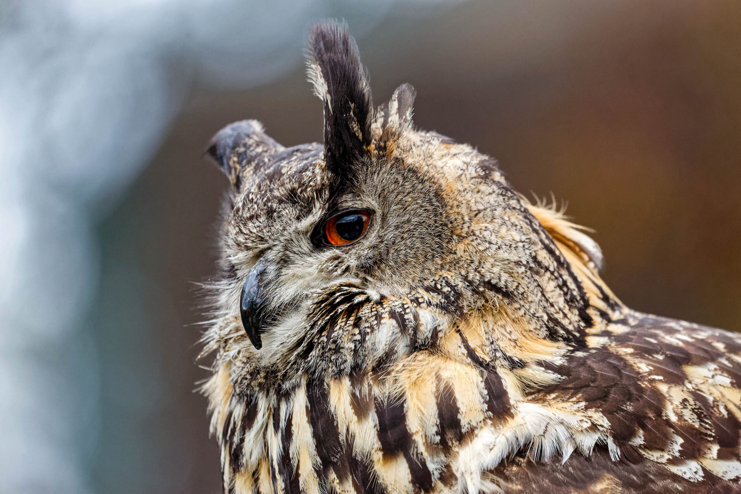 Das Bild zeigt eine Nahaufnahme eines Uhus ( *Bubo bubo* ). Der Vogel blickt direkt in die Kamera, sein Blick ist intensiv und durchdringend. Das Gefieder ist überwiegend hellbraun bis beige mit dunkleren, vertikalen Streifen. Man erkennt deutlich das charakteristische Federkleid des Uhus, insbesondere die Federbüschel auf dem Kopf. Der Schnabel ist dunkel und kräftig. Im Hintergrund ist ein unscharfes, dunkles Metallgitter erkennbar, was darauf hindeutet, dass das Tier sich in einer Voliere befindet. Die Beleuchtung ist gut, wodurch die Details des Vogels klar hervorgehoben werden. Die Aufnahme ist scharf und gut komponiert, wobei der Fokus auf dem Auge des Uhus liegt.