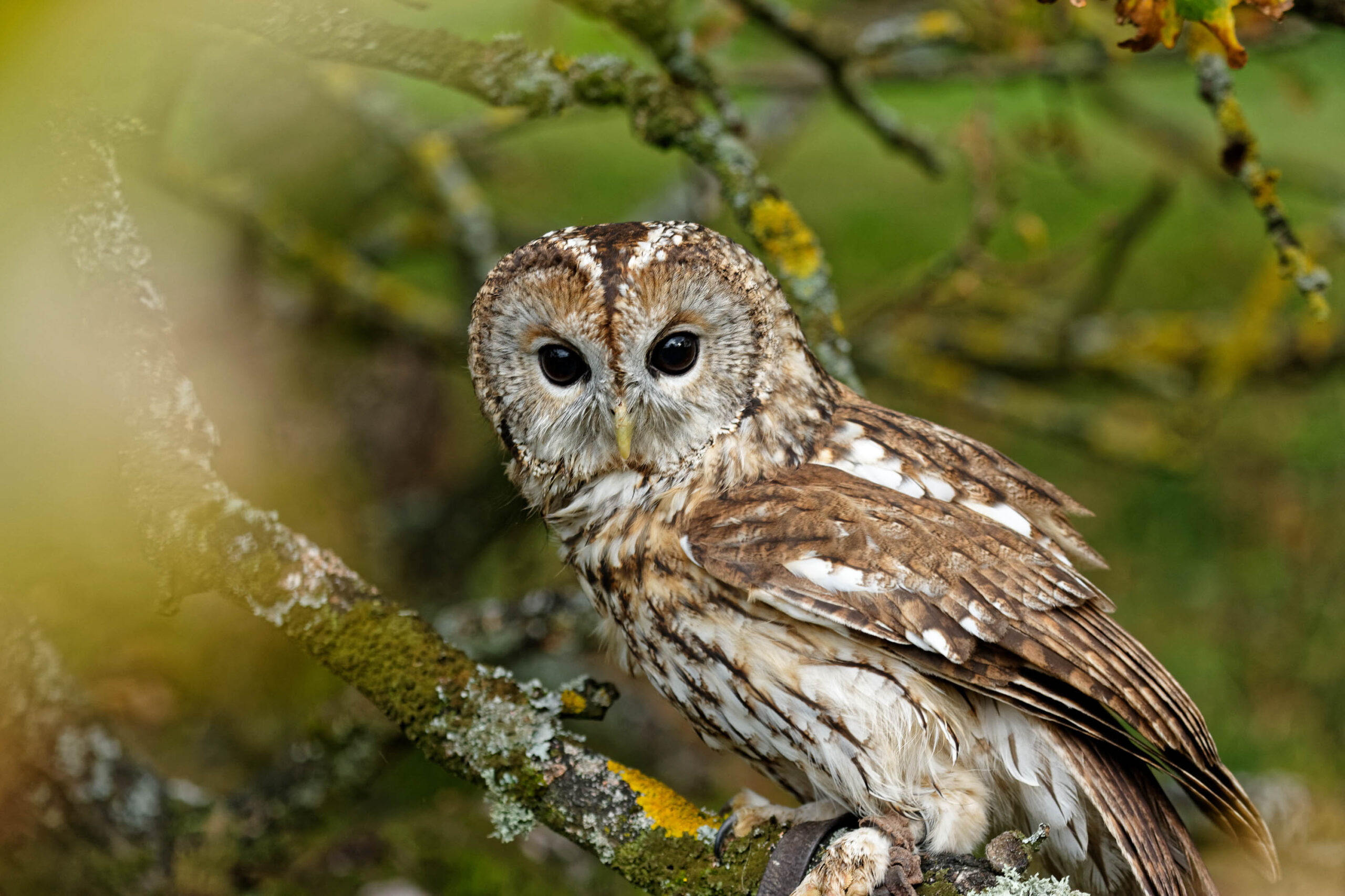 Das Bild zeigt einen Waldkauz (Strix aluco) in Nahaufnahme. Der Kauz sitzt auf einem Ast, der mit Moos und herbstlichem Laub bedeckt ist. Seine Augen sind groß und dunkel, und er blickt direkt in die Kamera. Das Fell des Kautzes ist braun und grau gemustert, was ihm eine gute Tarnung im Wald bietet. Der Hintergrund ist unscharf und besteht aus grünen Blättern und Ästen, was den Fokus auf den Kauz lenkt. Das Bild wurde im Tierpark Sababurg im November 2019 aufgenommen.