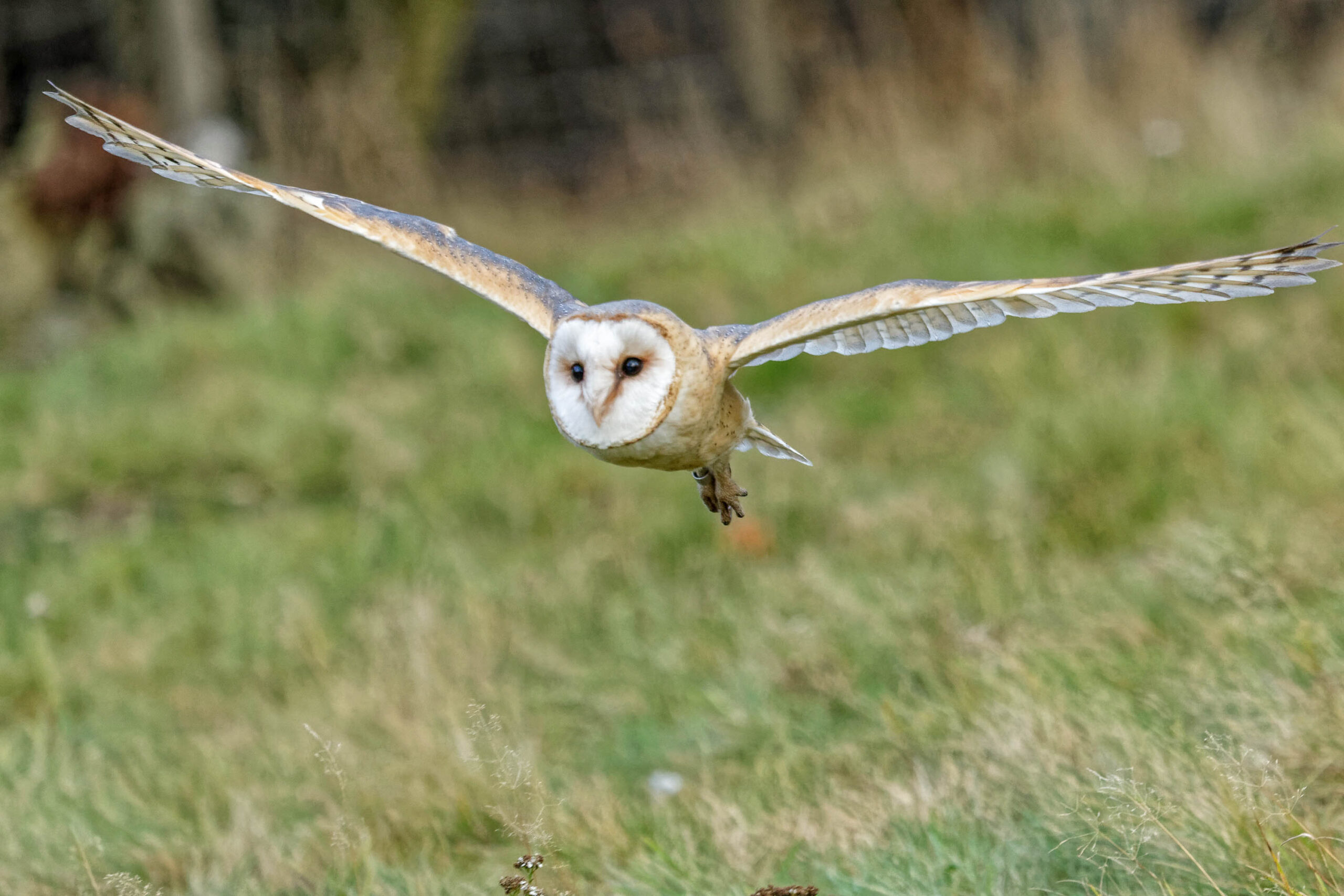 Das Bild zeigt einen Barn-Angler (Tyto alba) im Flug. Der Vogel fliegt direkt auf den Betrachter zu, mit ausgebreiteten Flügeln, die die charakteristische Form dieser Eulenart zeigen. Der Körper des Vogels ist hellbraun bis grau gefärbt, mit dunkleren Flecken und Streifen. Die Augen sind dunkel und intensiv. Der Hintergrund besteht aus dichtem, grünem Gras und einem dunklen Wald, der unscharf dargestellt ist. Das Bild wurde im Tierpark Sababurg im November 2019 aufgenommen.