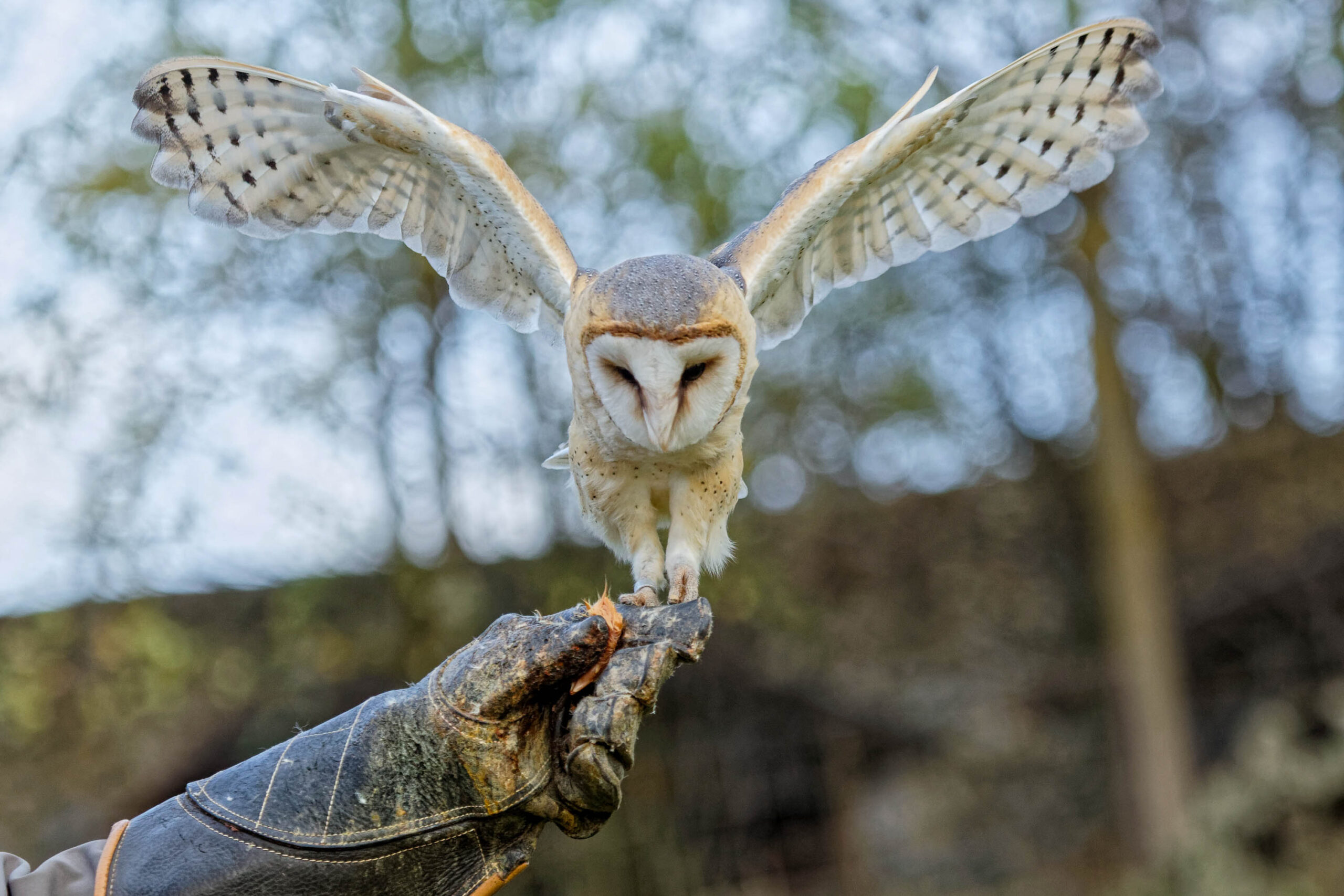 Das Bild zeigt eine Schleiereule (Tyto alba) im Flug. Die Eule fliegt direkt auf die Kamera zu, ihre Flügel sind vollständig ausgebreitet und zeigen die charakteristischen weißen Federn mit braunen Flecken. Sie hält einen kleinen Nagetier in ihren Krallen. Im Vordergrund ist die Hand eines Menschen in einem schwarzen Lederhandschuh sichtbar, die die Eule hält. Der Hintergrund ist verschwommen und zeigt Bäume und einen bewölkten Himmel. Das Bild wurde im Tierpark Sababurg im November 2019 aufgenommen.