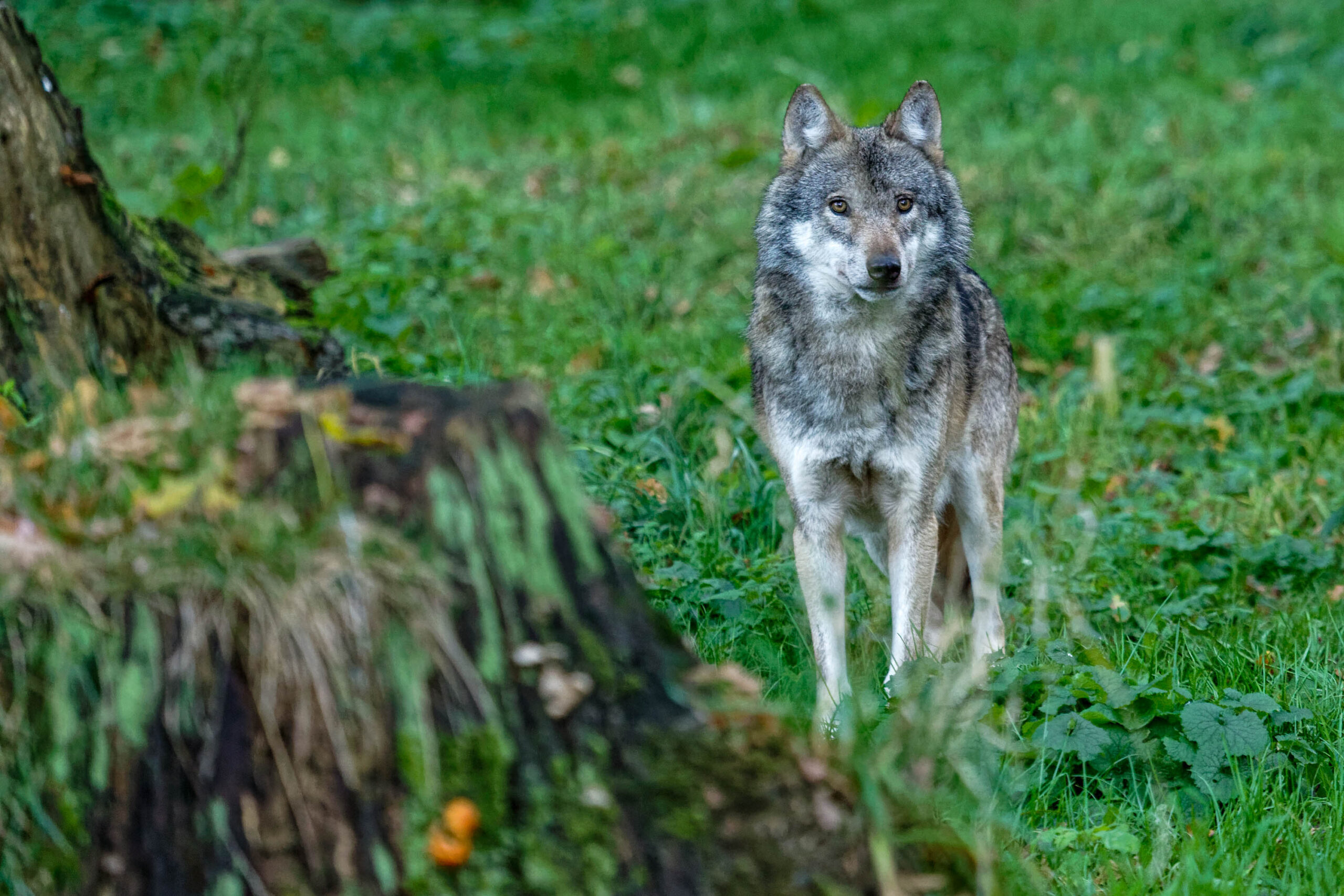 Das Bild zeigt einen Wolf (Canis lupus) in seinem natürlichen Lebensraum. Der Wolf steht auf einer grünen Wiese, umgeben von Bäumen und Gestrüpp. Er blickt direkt in die Kamera, was dem Bild eine direkte und intensive Atmosphäre verleiht. Das Fell des Wolfes ist grau und braun gemischt, was ihm ein wildes und ungezähmtes Aussehen verleiht. Die Umgebung ist von dichtem Grün und Laub bedeckt, was eine natürliche und unberührte Umgebung suggeriert. Das Bild wurde im Tierpark Sababurg aufgenommen und fängt die Schönheit und Wildheit dieses faszinierenden Tieres ein.