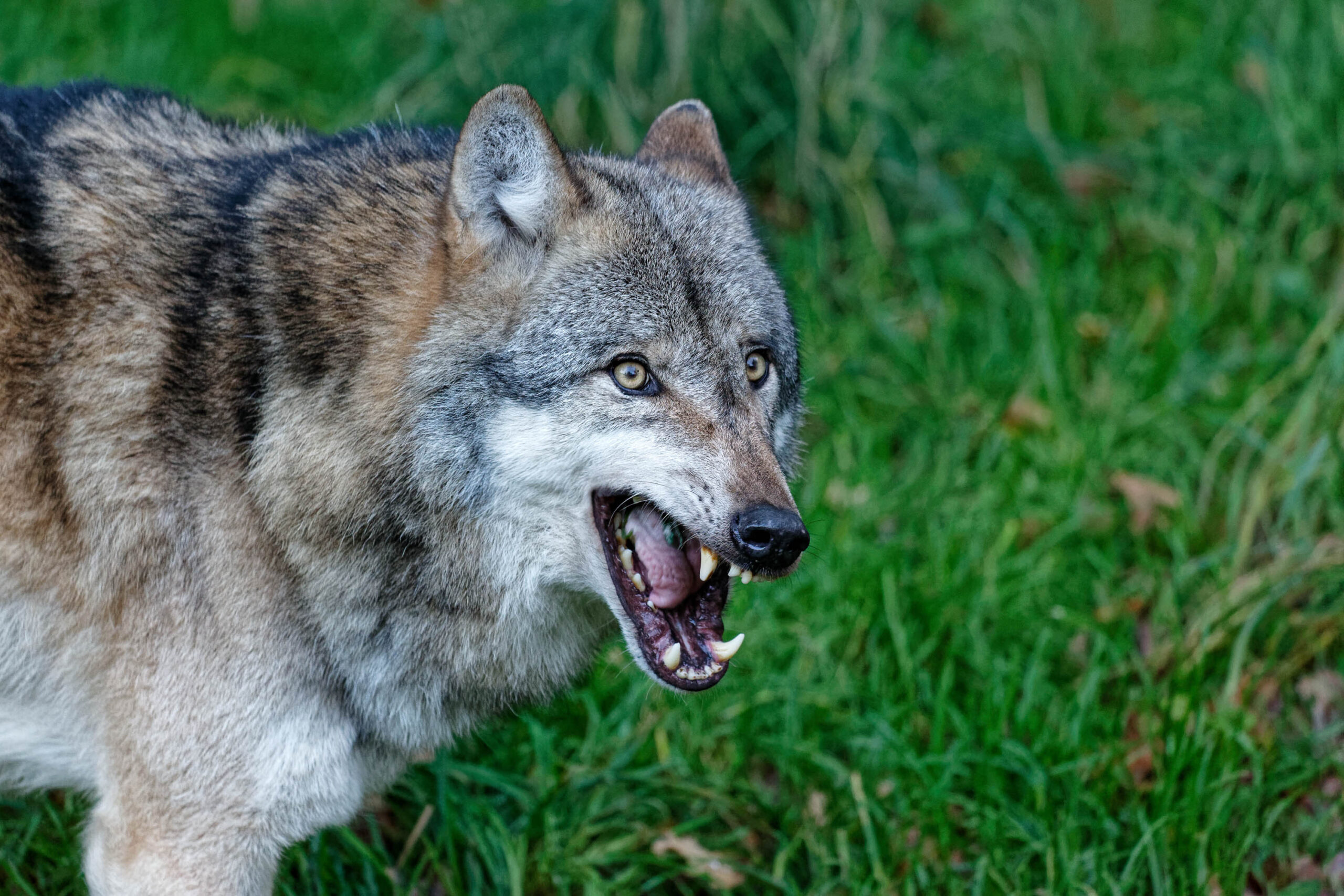 Das Bild zeigt eine Nahaufnahme eines Wolfes (Canis lupus). Der Wolf befindet sich in einem Tierpark, vermutlich im Tierpark Sababurg, wie aus dem Kontext hervorgeht. Er blickt mit weit geöffnetem Maul in die Kamera, was einen Eindruck von Aggressivität oder Warnung vermittelt. Das Fell des Wolfes ist grau, braun und schwarz gemischt. Im Hintergrund ist grünes Gras zu sehen. Das Bild wurde im November 2019 aufgenommen.