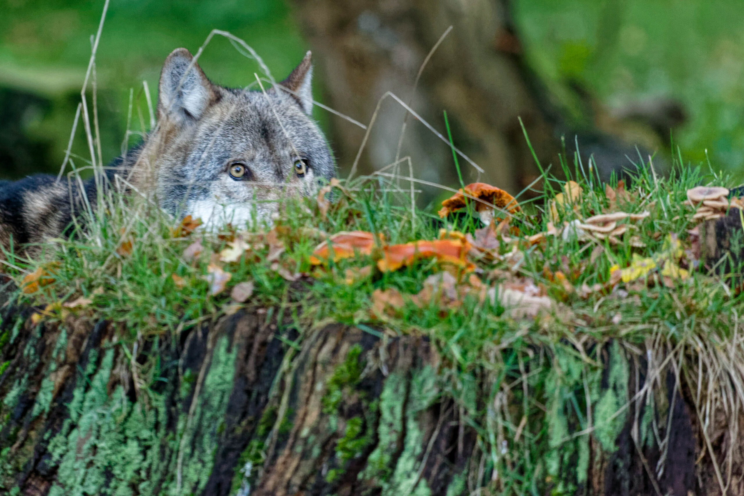 Das Bild zeigt einen Wolf, der sich hinter einem mit Moos und Gras bewachsenen Baumstumpf versteckt. Der Wolf scheint den Betrachter anzusehen. Die Szene ist in einem Tierpark angesiedelt, wahrscheinlich im November 2019. Die Beleuchtung ist gedämpft, was eine mysteriöse Atmosphäre erzeugt.