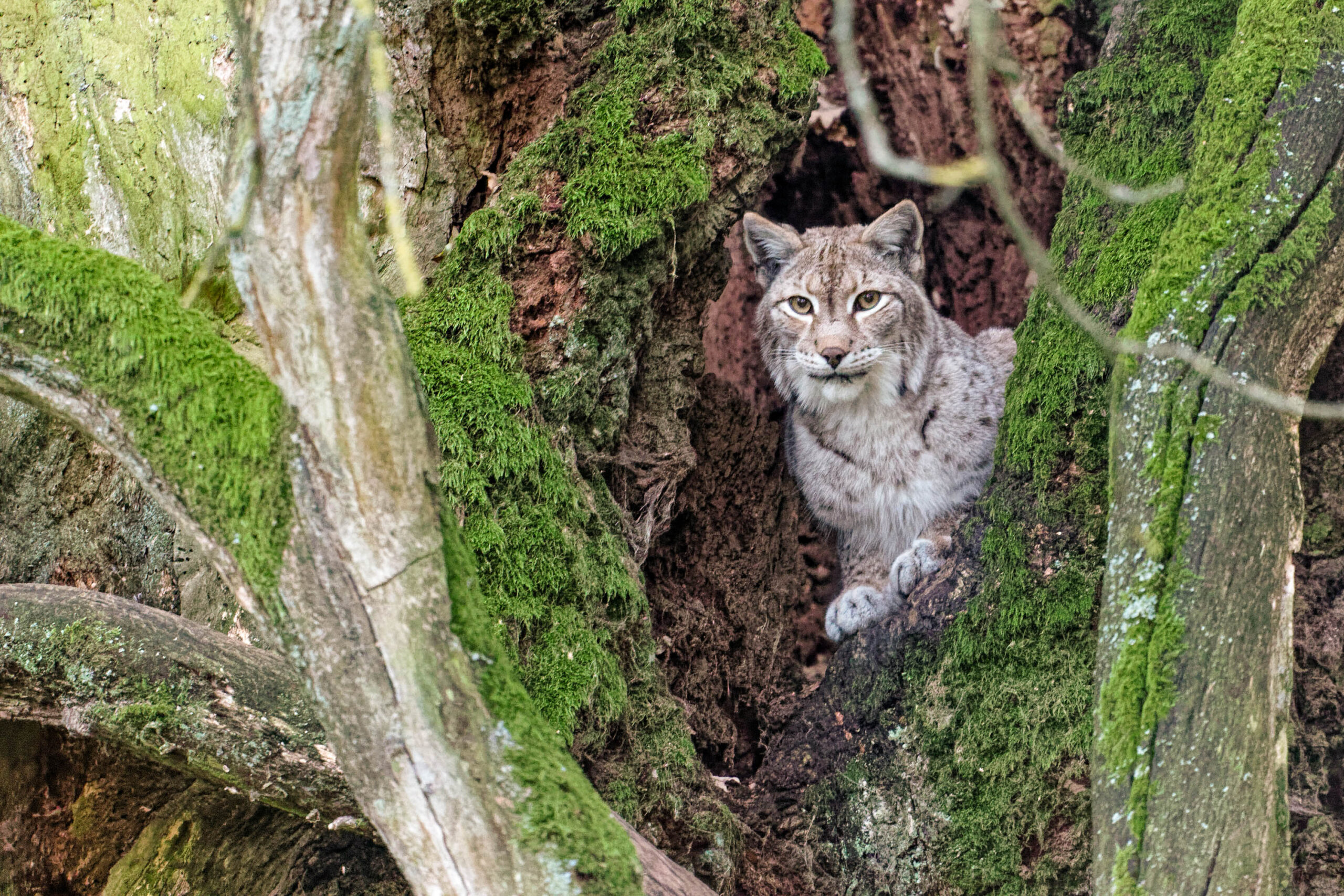Das Bild zeigt einen Luchs (Lynx lynx), der in einem Baumstamm sitzt. Der Baumstamm ist dicht mit grünem Moos bedeckt. Der Luchs blickt direkt in die Kamera. Das Bild wurde im Tierpark Sababurg aufgenommen.