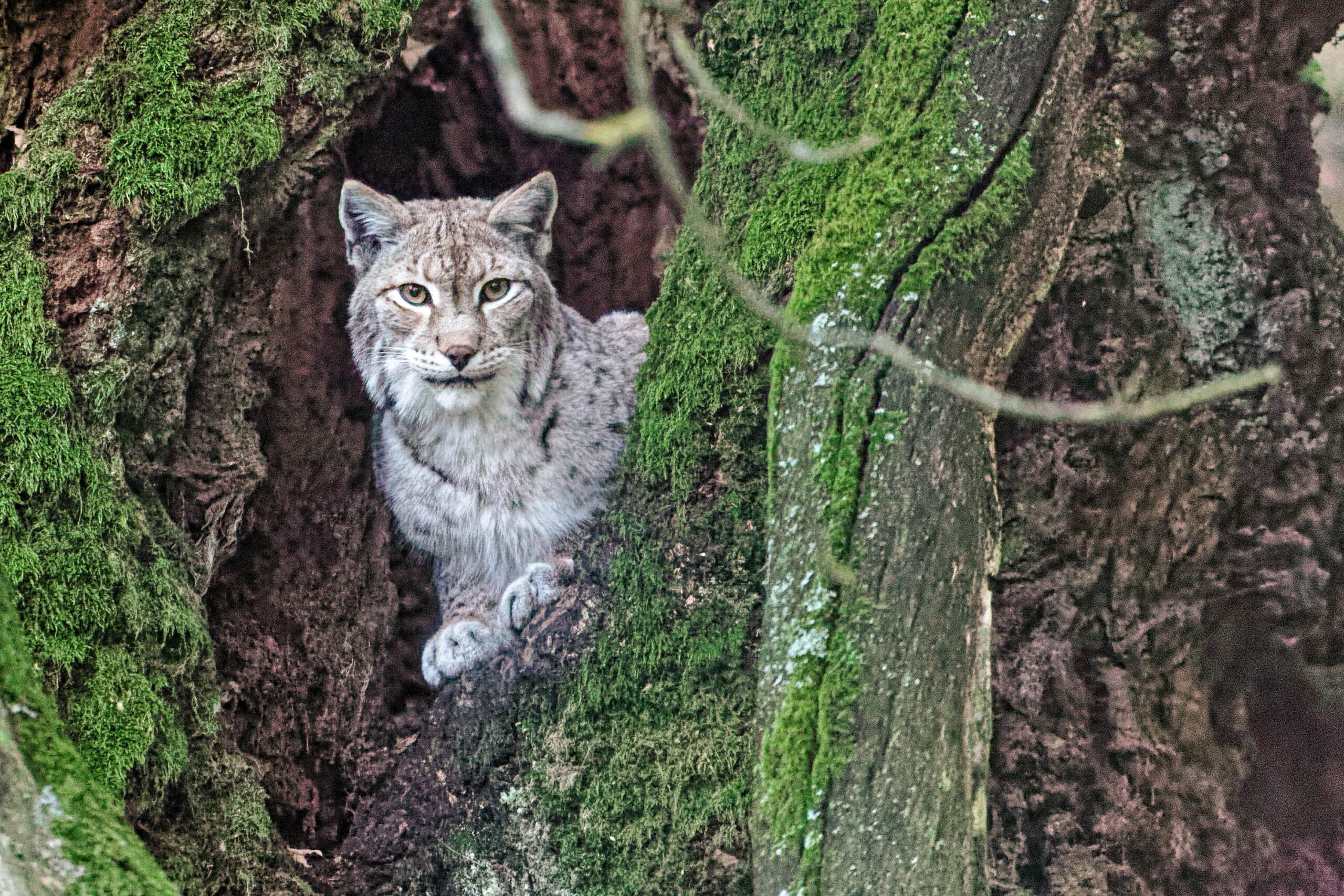 Das Foto zeigt einen Eurasischen Luchs (Lynx lynx), der aus einem Baumstamm herauslugt, der dicht mit grünem Moos bedeckt ist. Der Luchs blickt direkt in die Kamera, was ihm einen aufmerksamen und neugierigen Ausdruck verleiht. Der Hintergrund ist unscharf und besteht aus weiteren Baumstämmen und Vegetation, was die natürliche Umgebung des Luchses betont. Das Bild wurde im Tierpark Sababurg aufgenommen und zeigt den Luchs in seinem natürlichen Lebensraum.