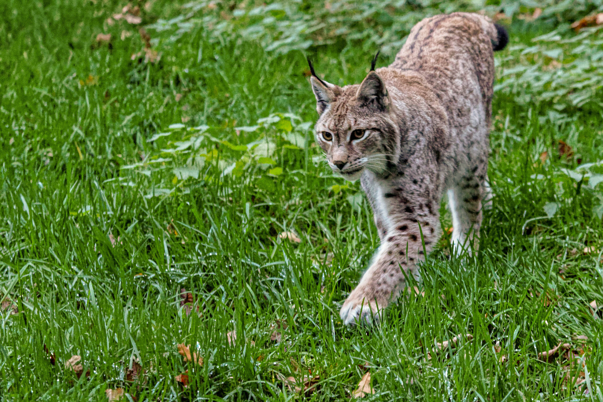 Das Bild zeigt einen Luchs (Lynx lynx) in seinem natürlichen Lebensraum. Das Tier bewegt sich durch hohes, grünes Gras. Die Fellzeichnung des Luchses ist sehr detailliert und passt sich gut an die Umgebung an. Die Augen des Luchses sind wachsam und zeigen eine gewisse Neugier. Das Bild wurde im Tierpark Sababurg aufgenommen und zeigt das Tier in einer natürlichen Umgebung.