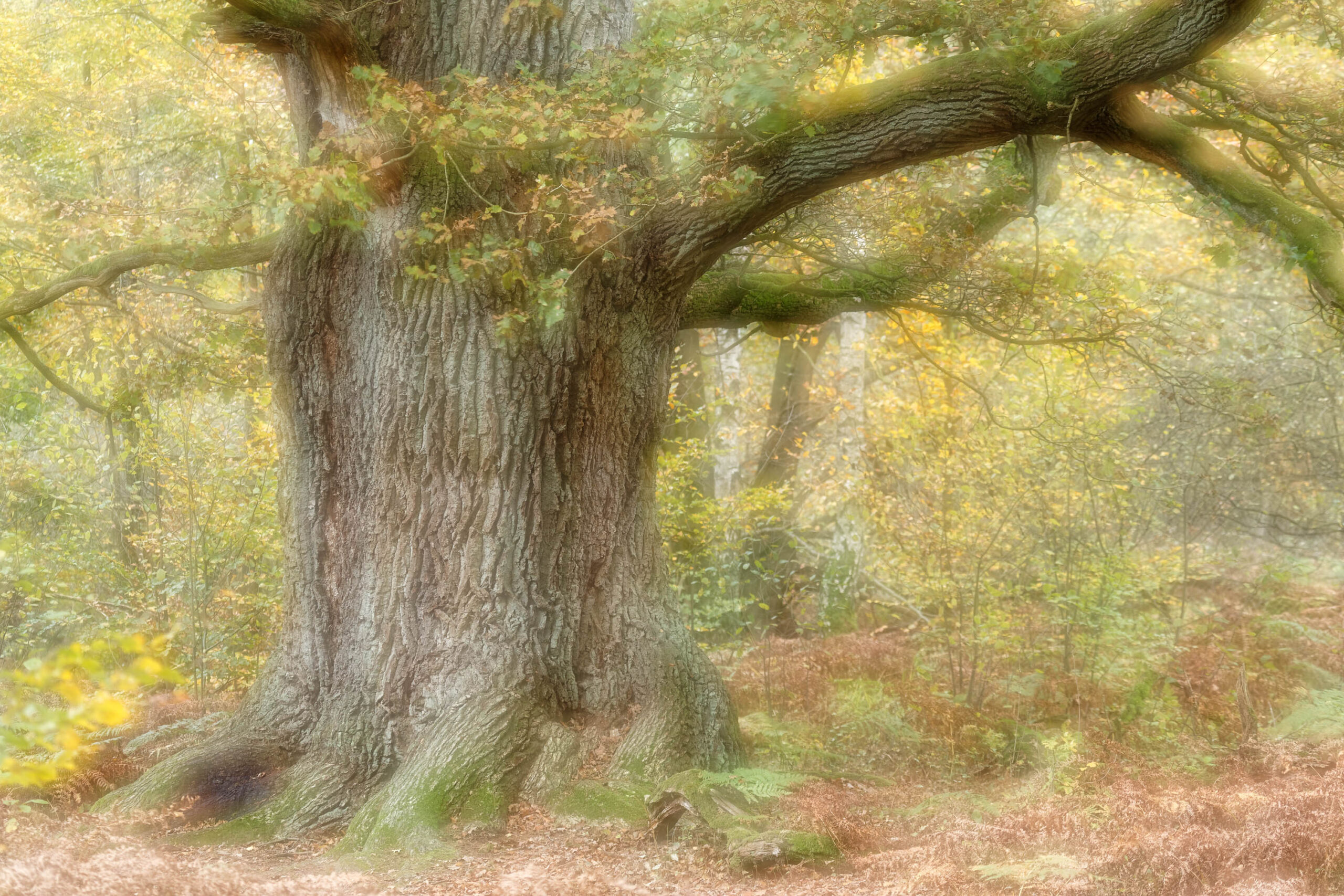 Das Bild zeigt einen mächtigen Baumstamm mit markanten Wurzeln und dicken Ästen, der in einem dichten, verschwommenen Wald steht. Die Farben sind überwiegend Grün- und Brauntöne, was auf eine herbstliche oder winterliche Szene hindeutet. Der Fokus liegt auf dem Baumstamm, während der Hintergrund unscharf ist, was eine verträumte und friedliche Atmosphäre erzeugt. Der Standort ist der Urwald Sababurg.