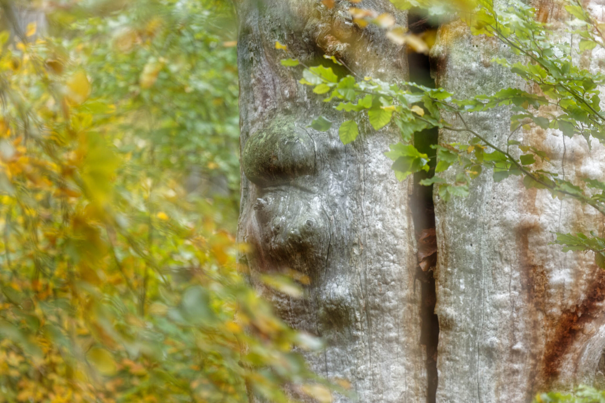 Die Aufnahme zeigt eine Nahaufnahme der Baumrinde, die aufgrund von Licht und Schattenwurf ein Gesicht simuliert. Die Rinde ist silbrig-grau und weist eine raue Textur auf. Das Gesicht scheint aus den natürlichen Unebenheiten und Mustern der Rinde entstanden zu sein. Im Hintergrund sind verschwommene Blätter in verschiedenen Grüntönen und Gelbtönen zu sehen, die eine herbstliche Atmosphäre schaffen. Die Aufnahme ist scharf auf das Gesicht in der Baumrinde fokussiert, während der Hintergrund unscharf ist, was den Fokus auf das Hauptmotiv verstärkt. Die Beleuchtung ist weich und gleichmäßig, was die Details der Baumrinde hervorhebt.