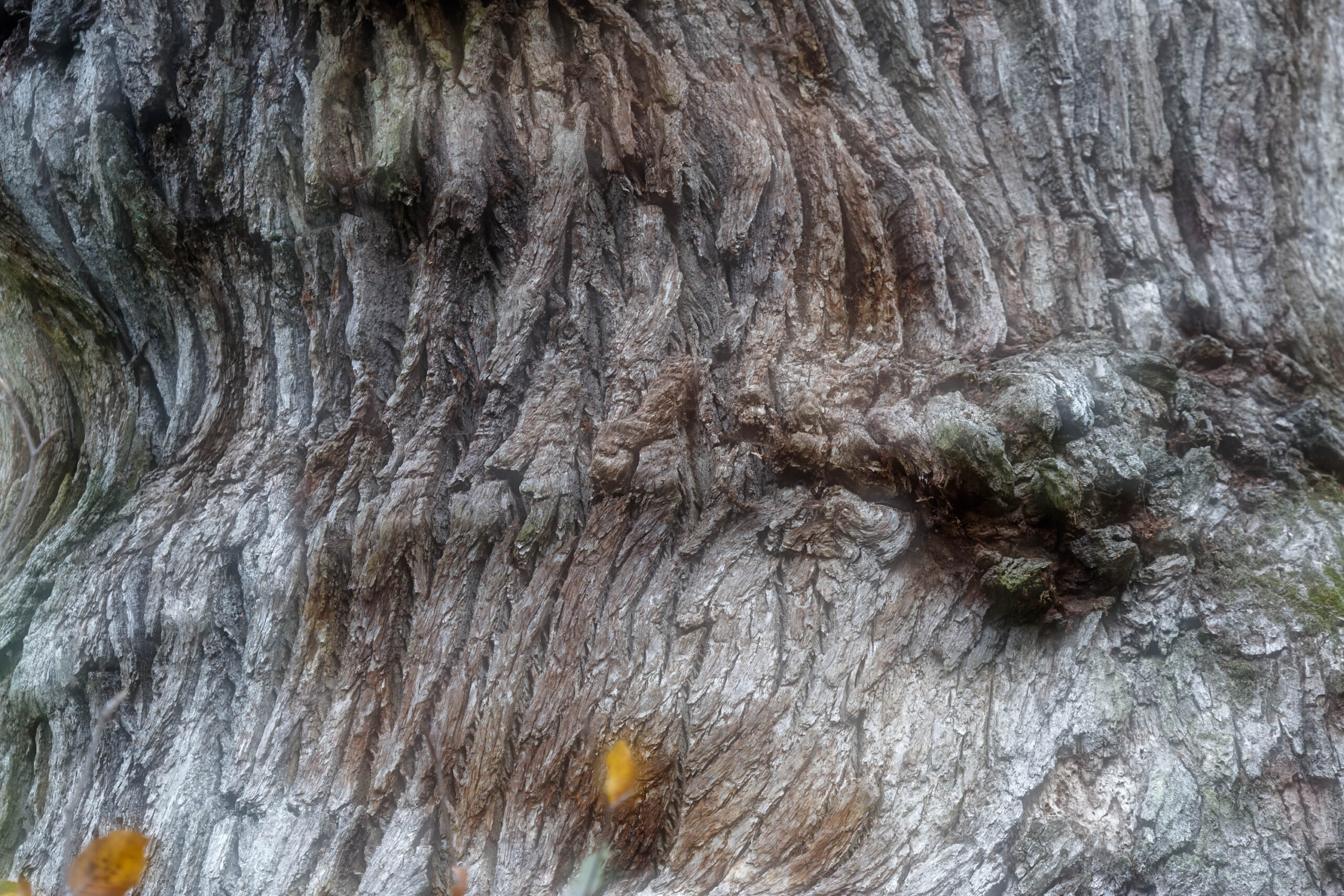 Das Bild zeigt eine detaillierte Nahaufnahme der Baumrinde. Die Rinde ist silbrig-grau und weist eine komplexe Textur mit tiefen Rillen und Erhebungen auf. Einige dunkle Flecken und kleine Farbtupfer, vermutlich Moos oder Flechten, sind sichtbar. Die Beleuchtung ist diffus, was die Details der Rinde hervorhebt. Die Aufnahme vermittelt einen Eindruck von Alter, Stärke und der natürlichen Schönheit des Waldes.