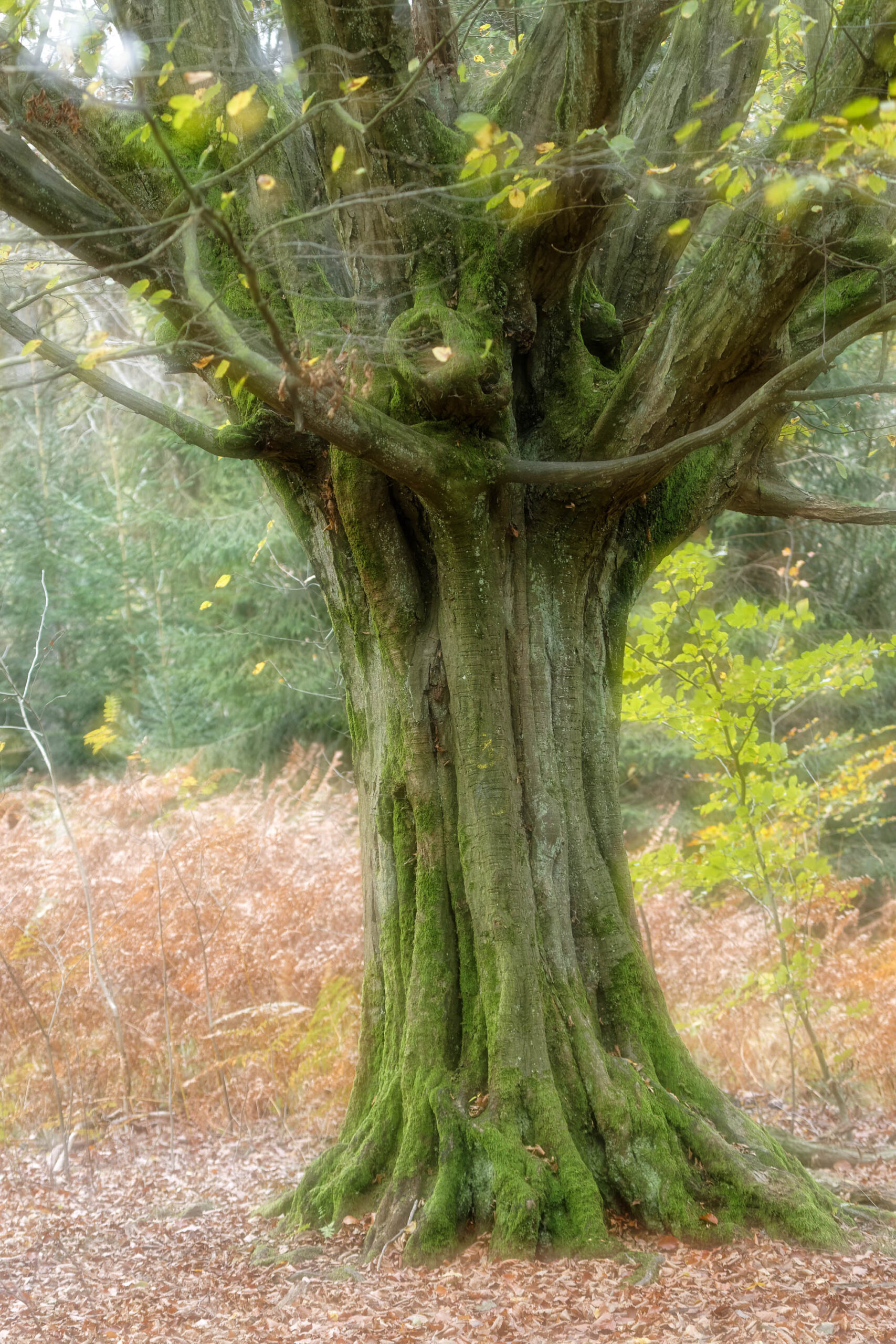 Das Bild zeigt einen beeindruckenden, uralten Baum, vermutlich eine Buche (Fagus sylvatica), im Urwald Sababurg. Der Baumstamm ist massiv und mit einem dichten Teppich aus grünem Moos bedeckt, was ihm ein besonders markantes und wildromantisches Aussehen verleiht. Die Wurzeln sind freiliegend und bilden eine natürliche Basis für den mächtigen Stamm. Die Äste des Baumes sind weit ausladend und tragen noch einige gelbe Blätter, was auf den Übergang vom Herbst in den Winter hindeutet. Der Boden ist mit herabgefallenen Blättern bedeckt, die eine warme, erdige Farbe haben. Im Hintergrund sind weitere Bäume und Büsche zu sehen, die die dichte Vegetation des Urwalds unterstreichen. Das Licht ist diffus und erzeugt eine stimmungsvolle Atmosphäre.