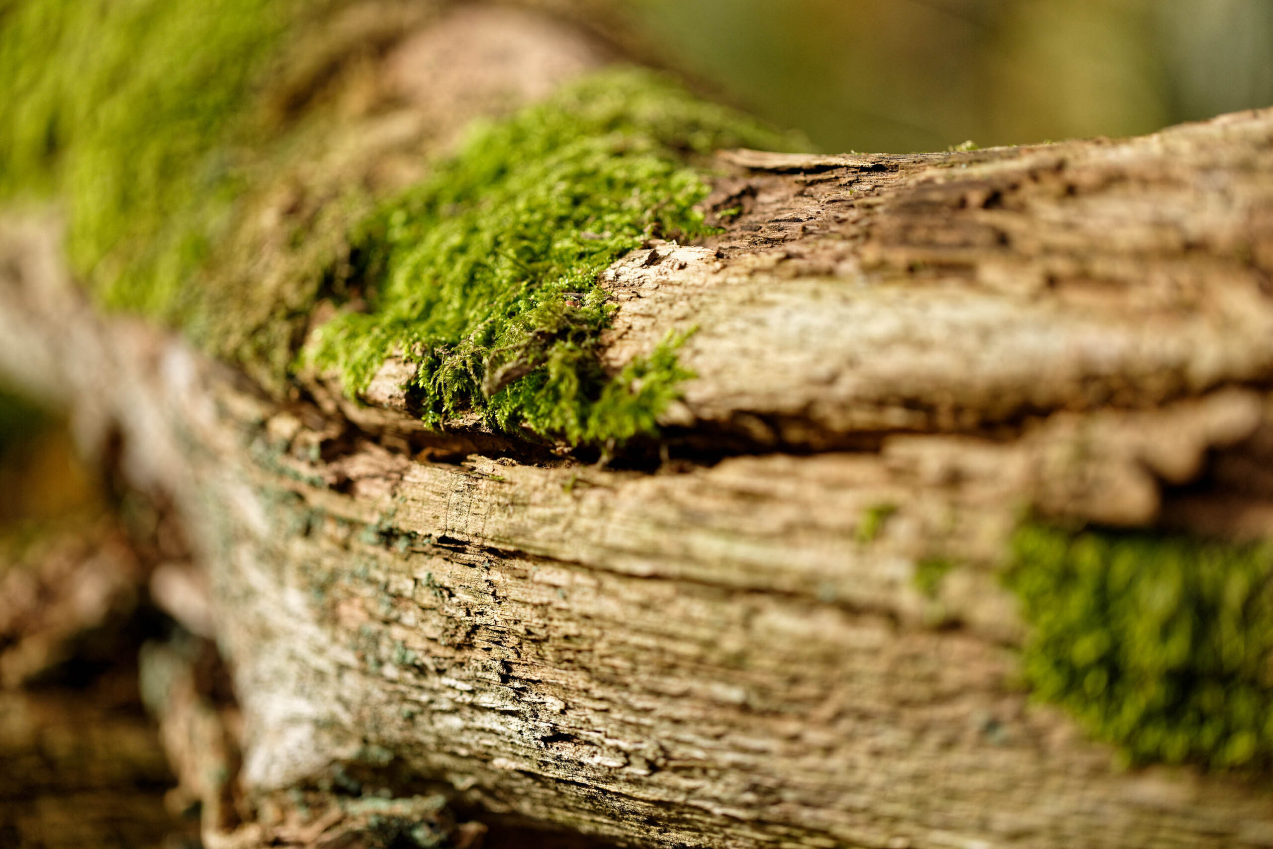 Das Bild zeigt eine detailreiche Nahaufnahme eines Baumstamms. Der Stamm ist stark verwelkt und weist deutliche Risse und Unebenheiten auf.  Grünes Moos bedeckt einige Bereiche des Stammes, was einen Kontrast zu der dunklen, verwitterten Oberfläche bildet. Die Schärfentiefe ist gering, was den Fokus auf den unmittelbaren Bereich des Mooses und der Rinde lenkt. Die Farben sind gedämpft und wirken erdverbunden, was die Atmosphäre eines Urwaldes unterstreicht. Die Beleuchtung ist diffus, was die Details der Textur hervorhebt.