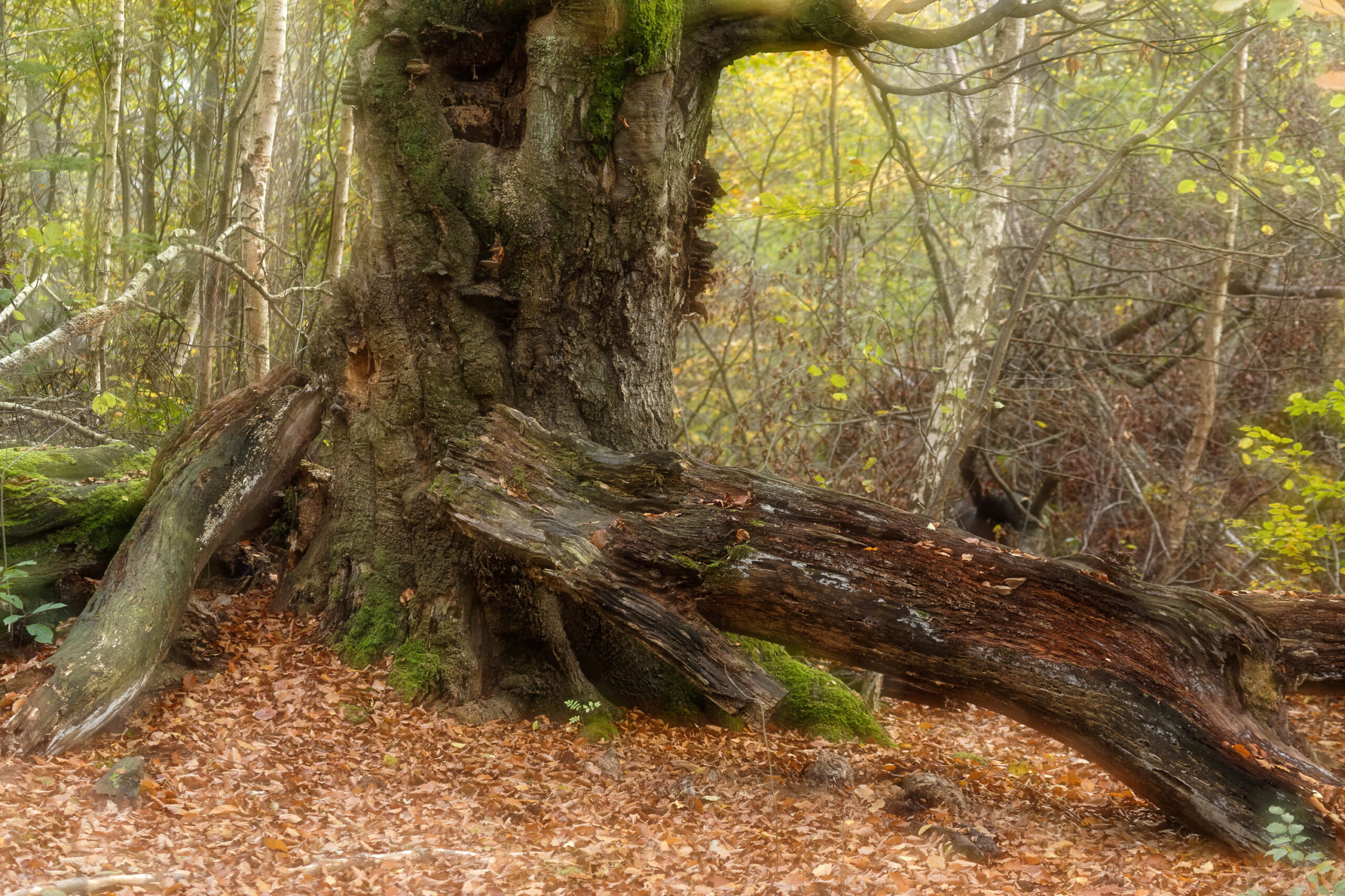 Das Foto zeigt einen uralten Baum mit einem markanten, knorrigen Stamm und weit ausgreifenden Wurzeln. Der Stamm ist stark von Moos und Flechten bedeckt, was auf sein hohes Alter und die feuchte Umgebung hindeutet. Ein großer Ast ist abgebrochen und liegt quer über den Wurzeln, was dem Bild eine dynamische Komposition verleiht. Der Boden ist mit Laub bedeckt, und im Hintergrund sind weitere Bäume zu sehen, die eine dichte, urwüchsige Atmosphäre schaffen. Das Licht ist gedämpft und erzeugt eine mystische Stimmung.